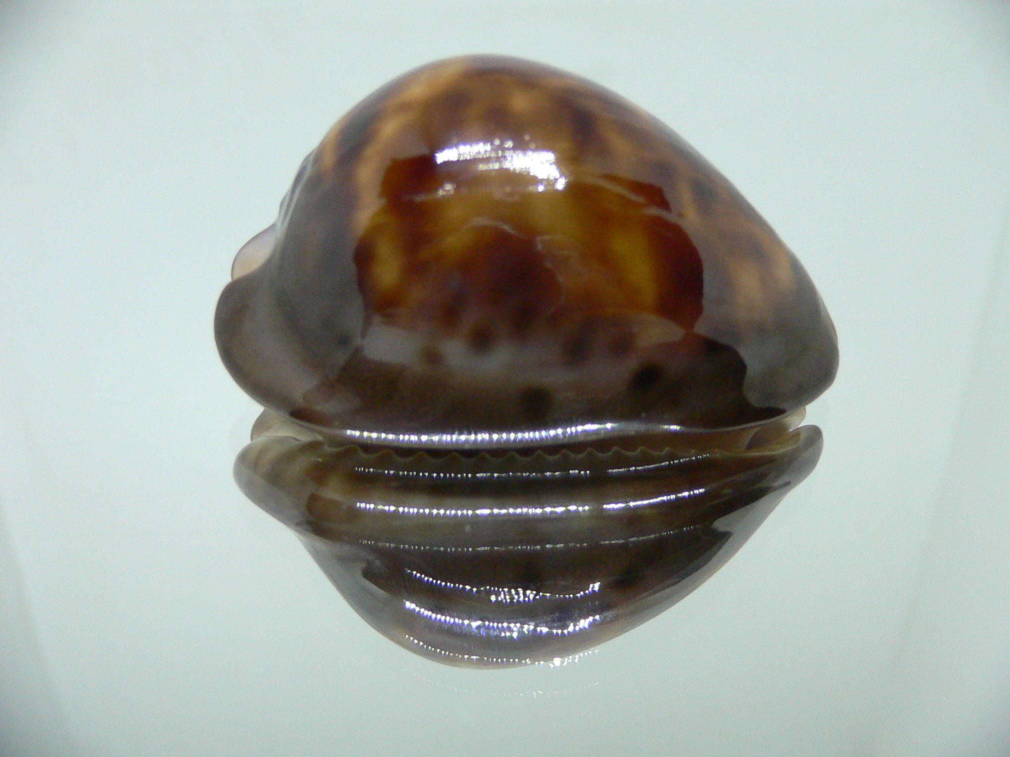 Cypraea venusta episema sorrentensis (var.) 1