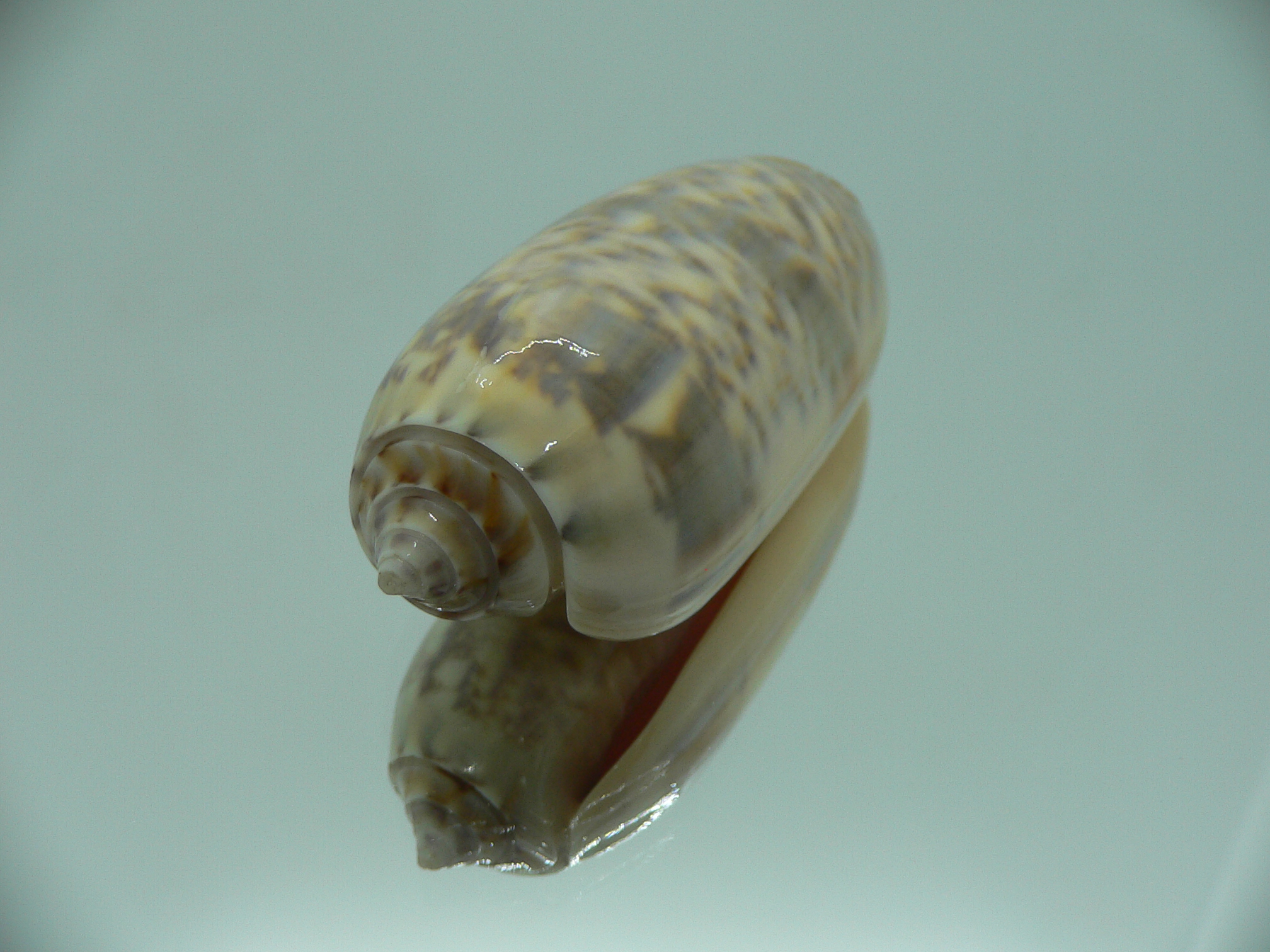 Oliva miniacea saturata (var.) RARE