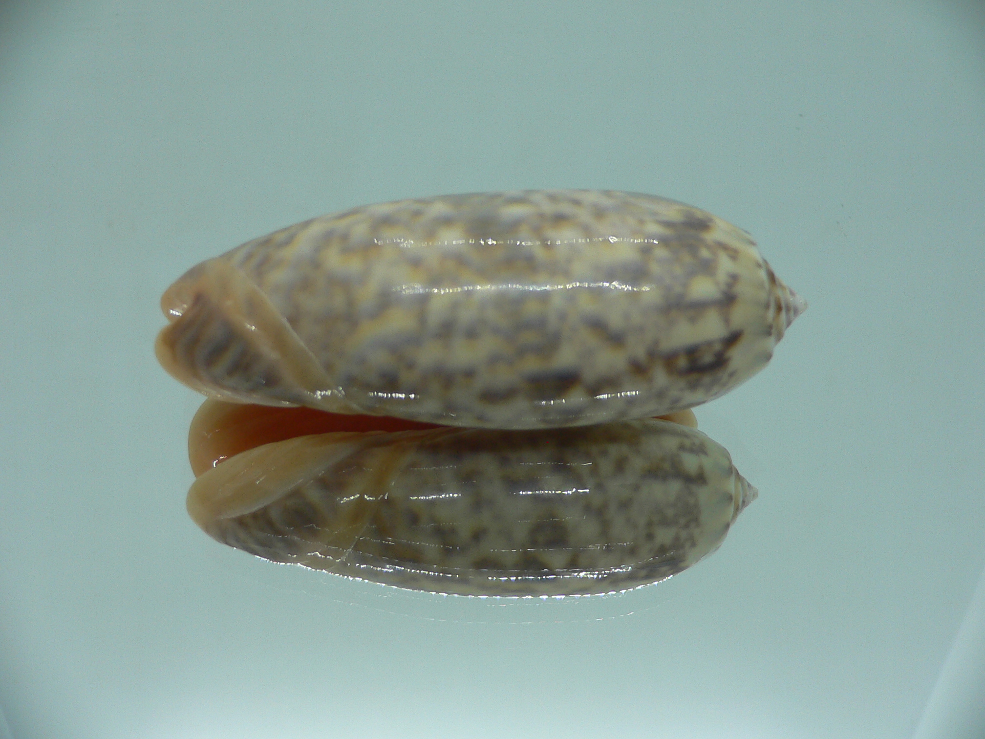 Oliva miniacea saturata (var.) RARE