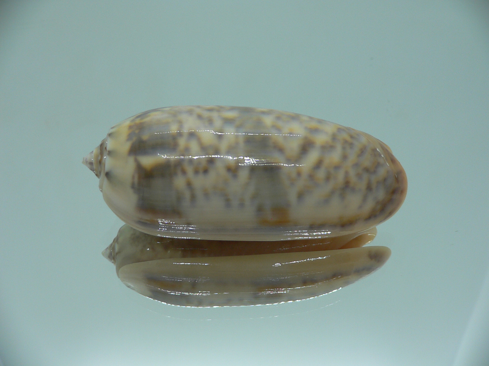 Oliva miniacea saturata (var.) RARE