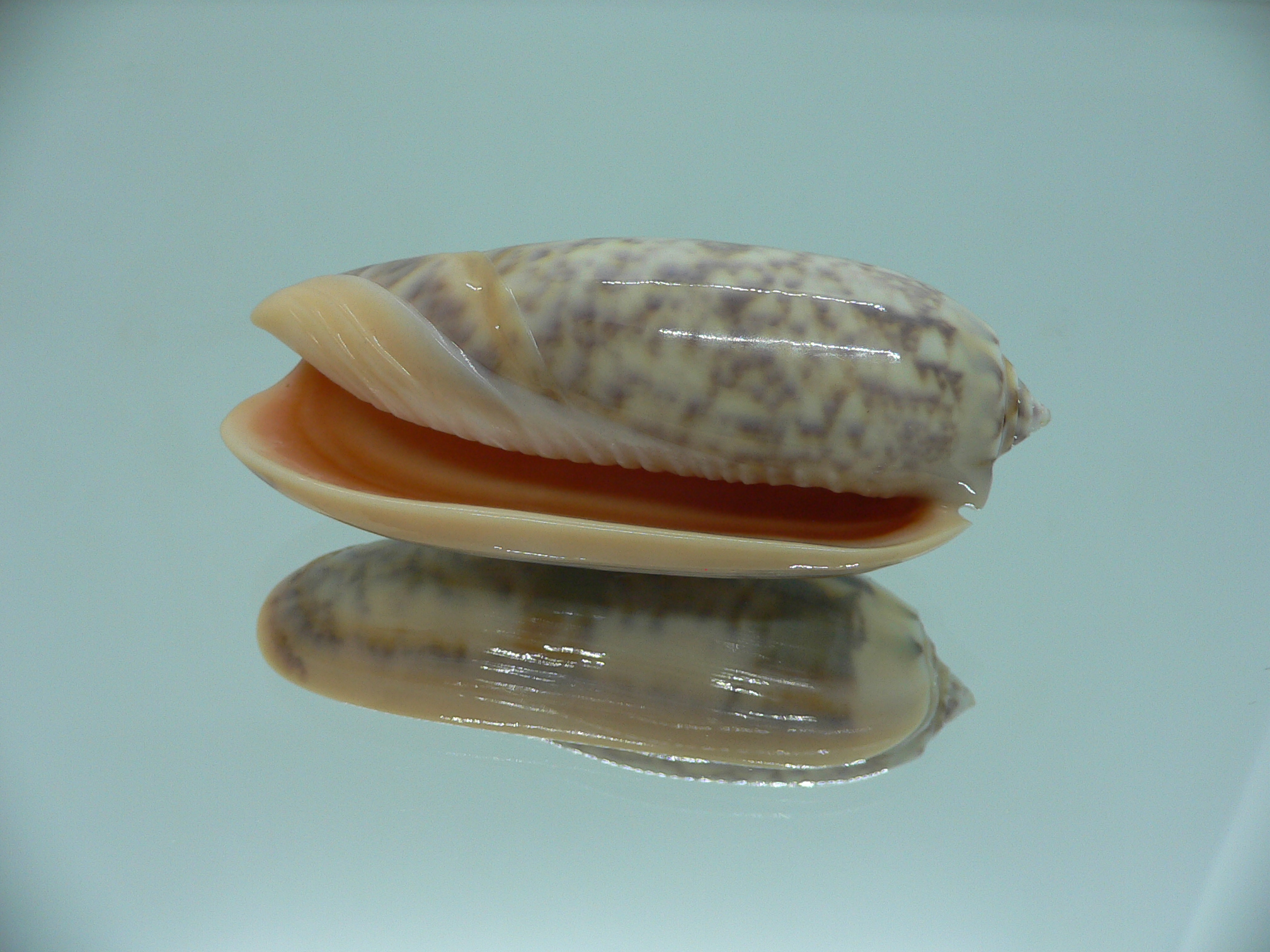 Oliva miniacea saturata (var.) RARE