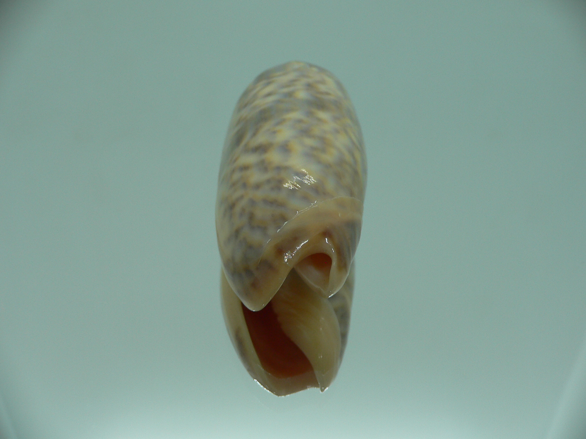Oliva miniacea saturata (var.) RARE