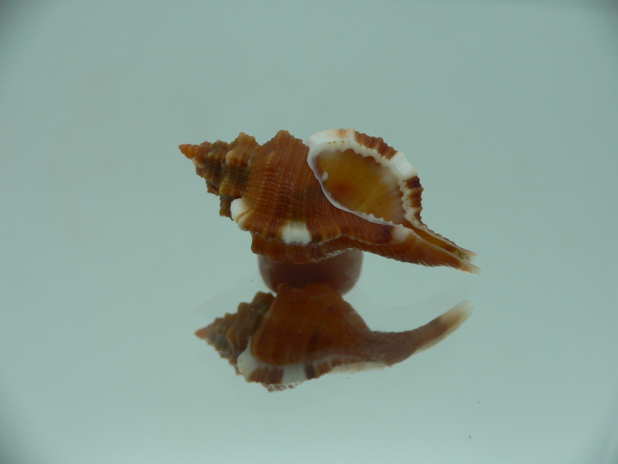 Monoplex comptus IDEAL & COLORS