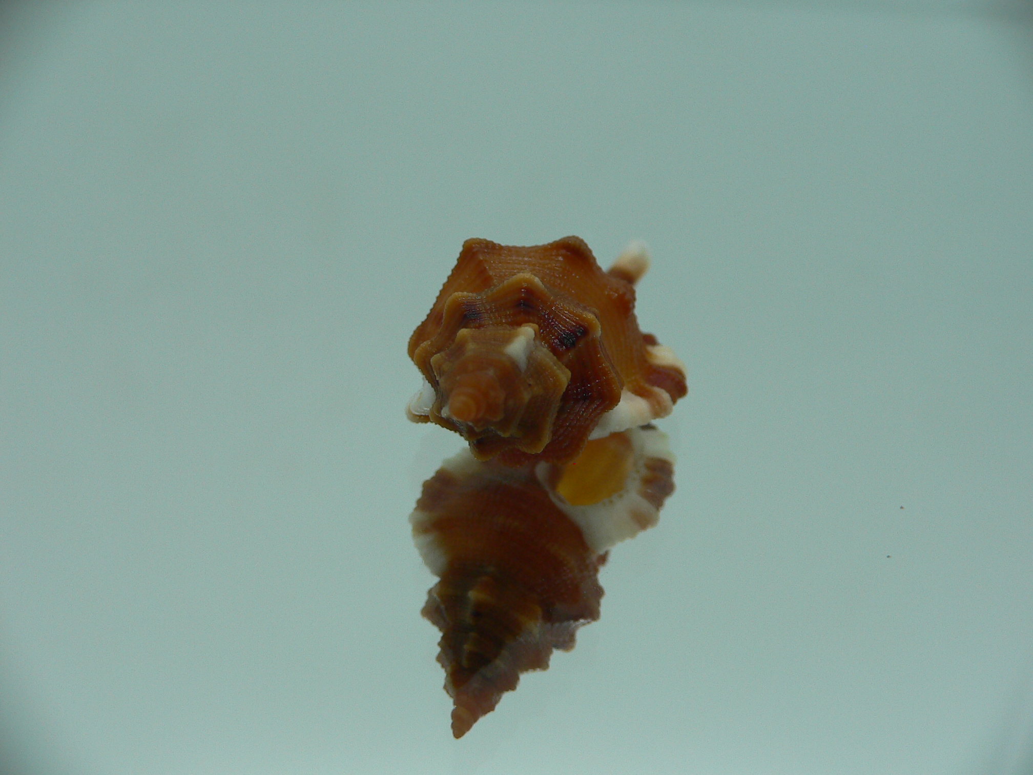 Monoplex comptus IDEAL & COLORS