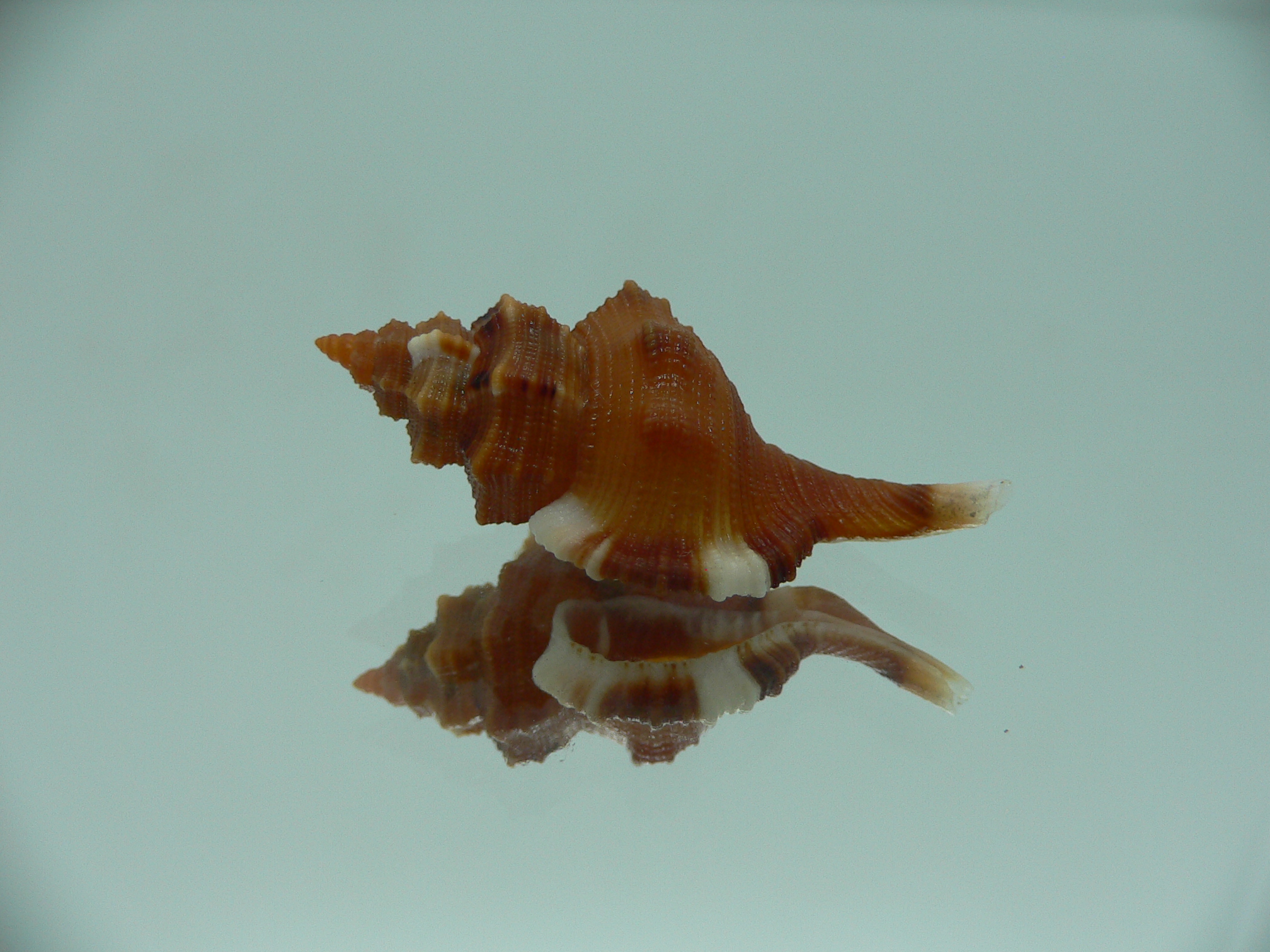 Monoplex comptus IDEAL & COLORS