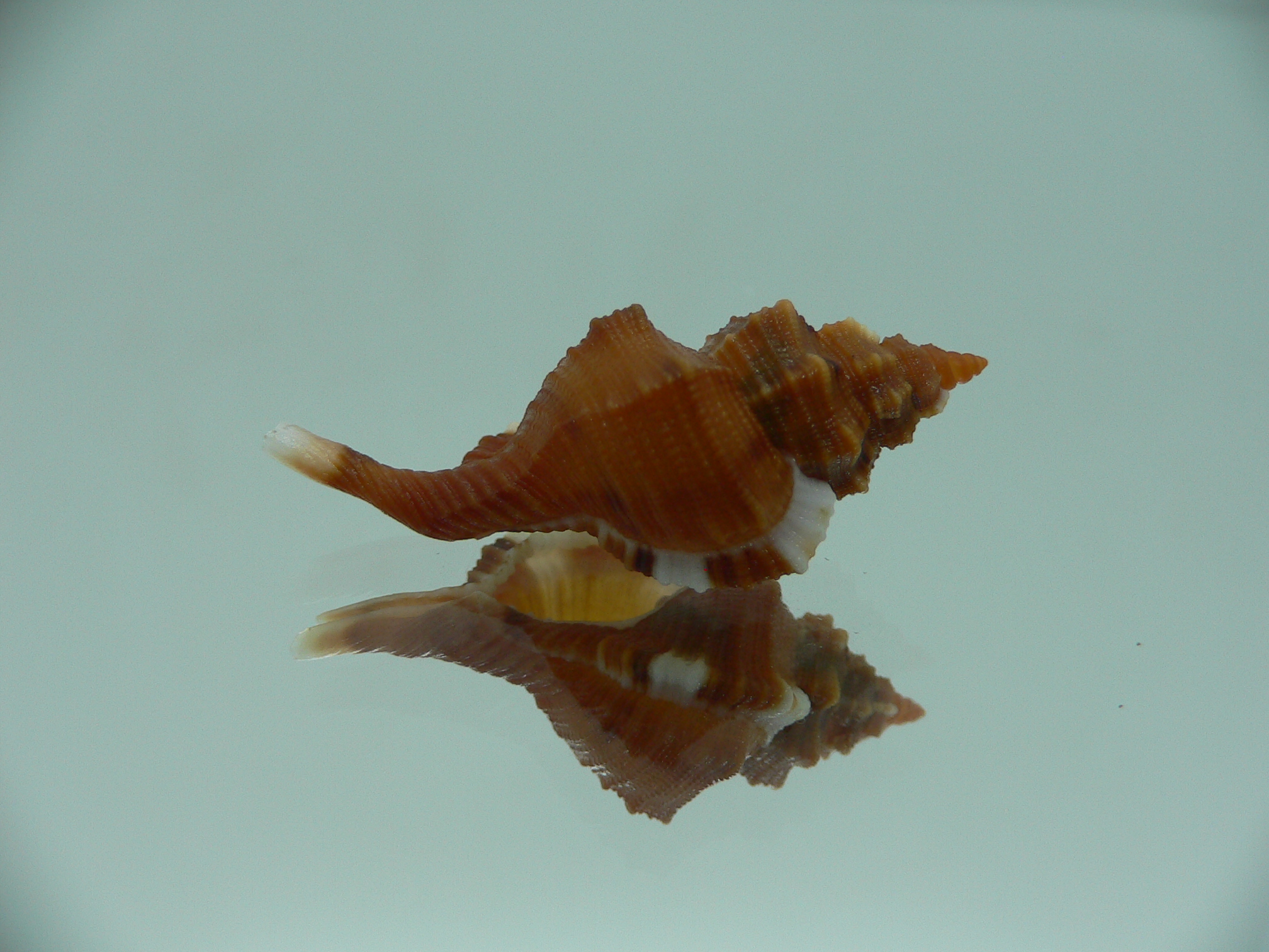 Monoplex comptus IDEAL & COLORS