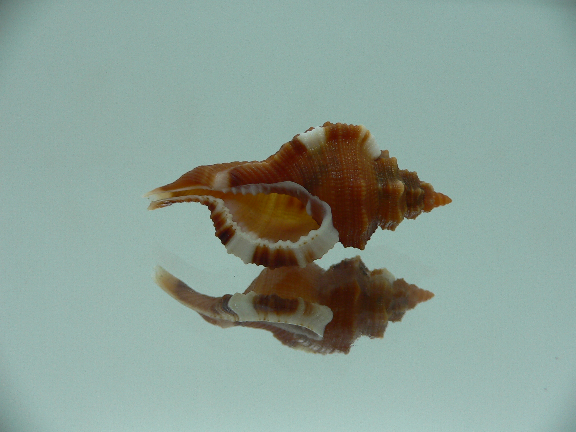 Monoplex comptus IDEAL & COLORS