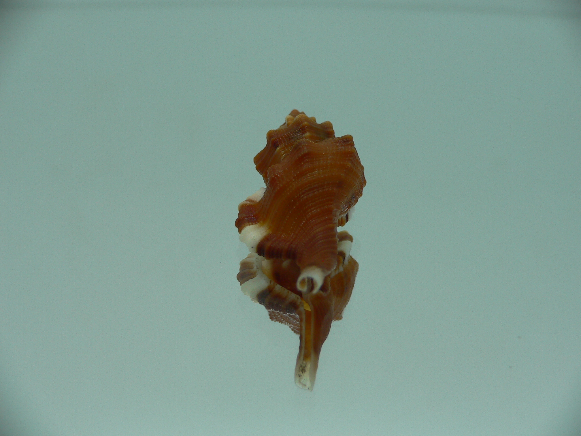 Monoplex comptus IDEAL & COLORS