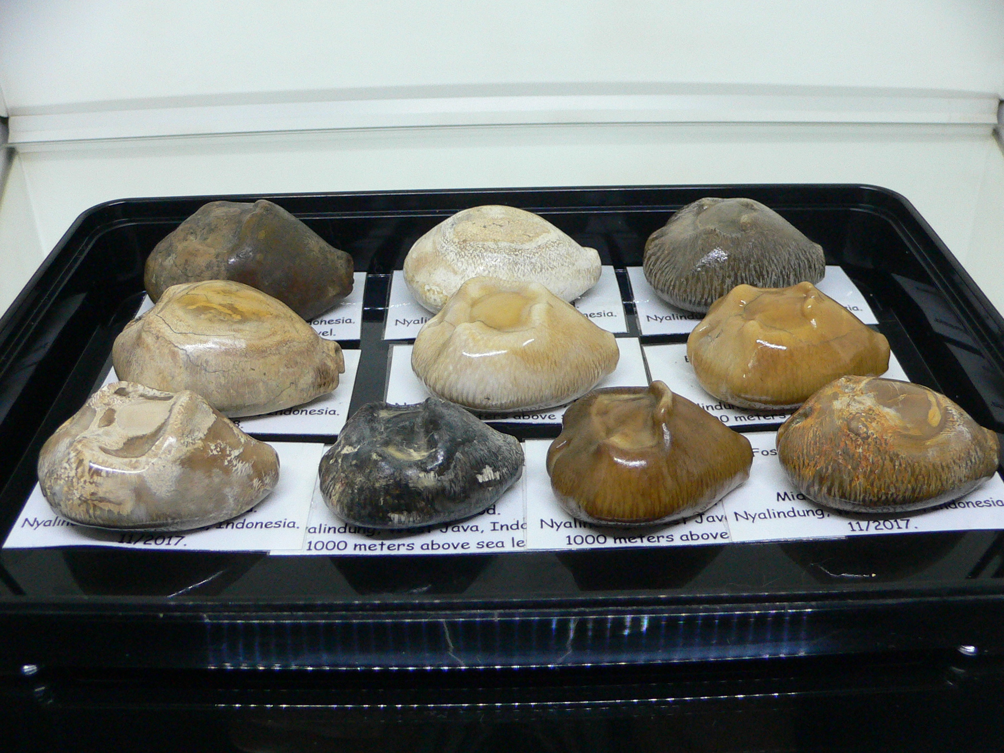 Barycypraea quadrinodosa WIDE