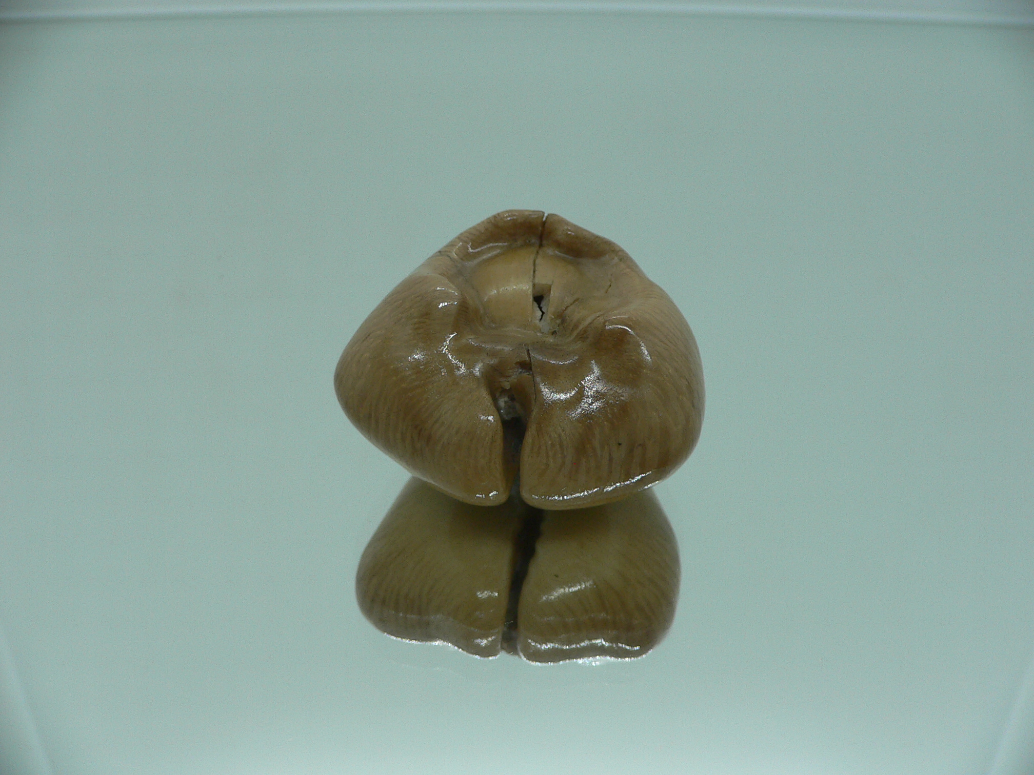 Barycypraea quadrinodosa WIDE