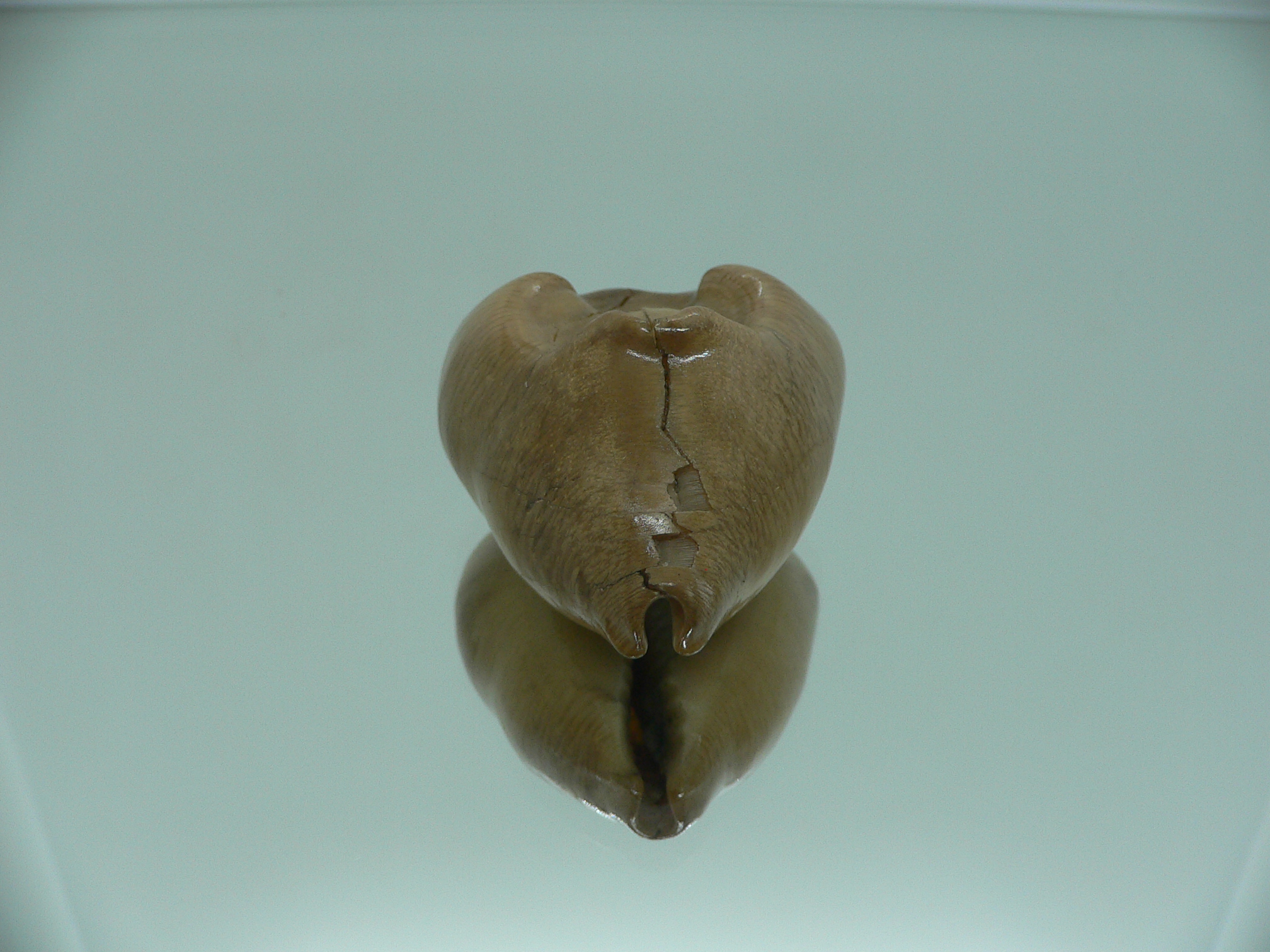 Barycypraea quadrinodosa WIDE