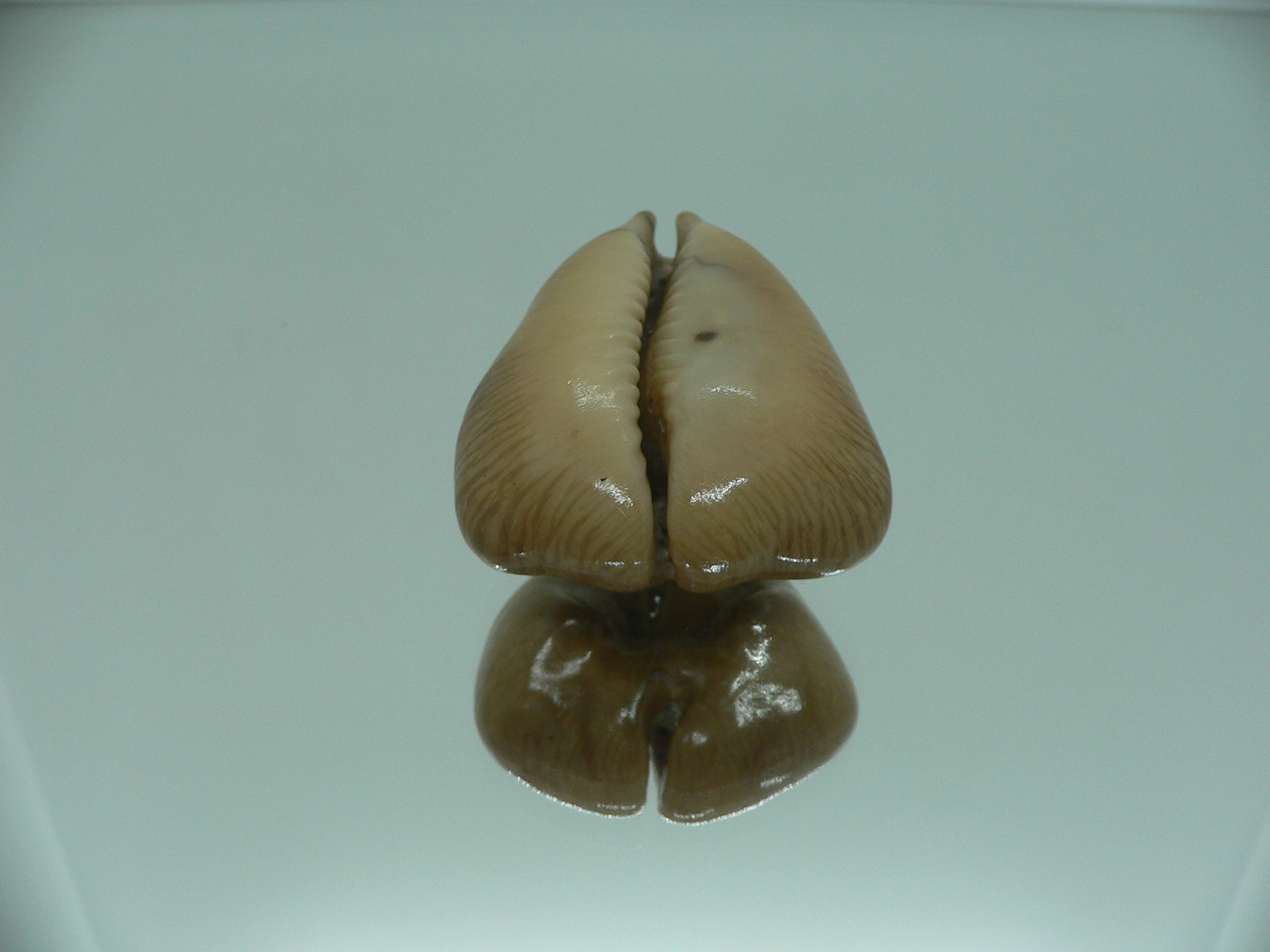 Barycypraea quadrinodosa WIDE