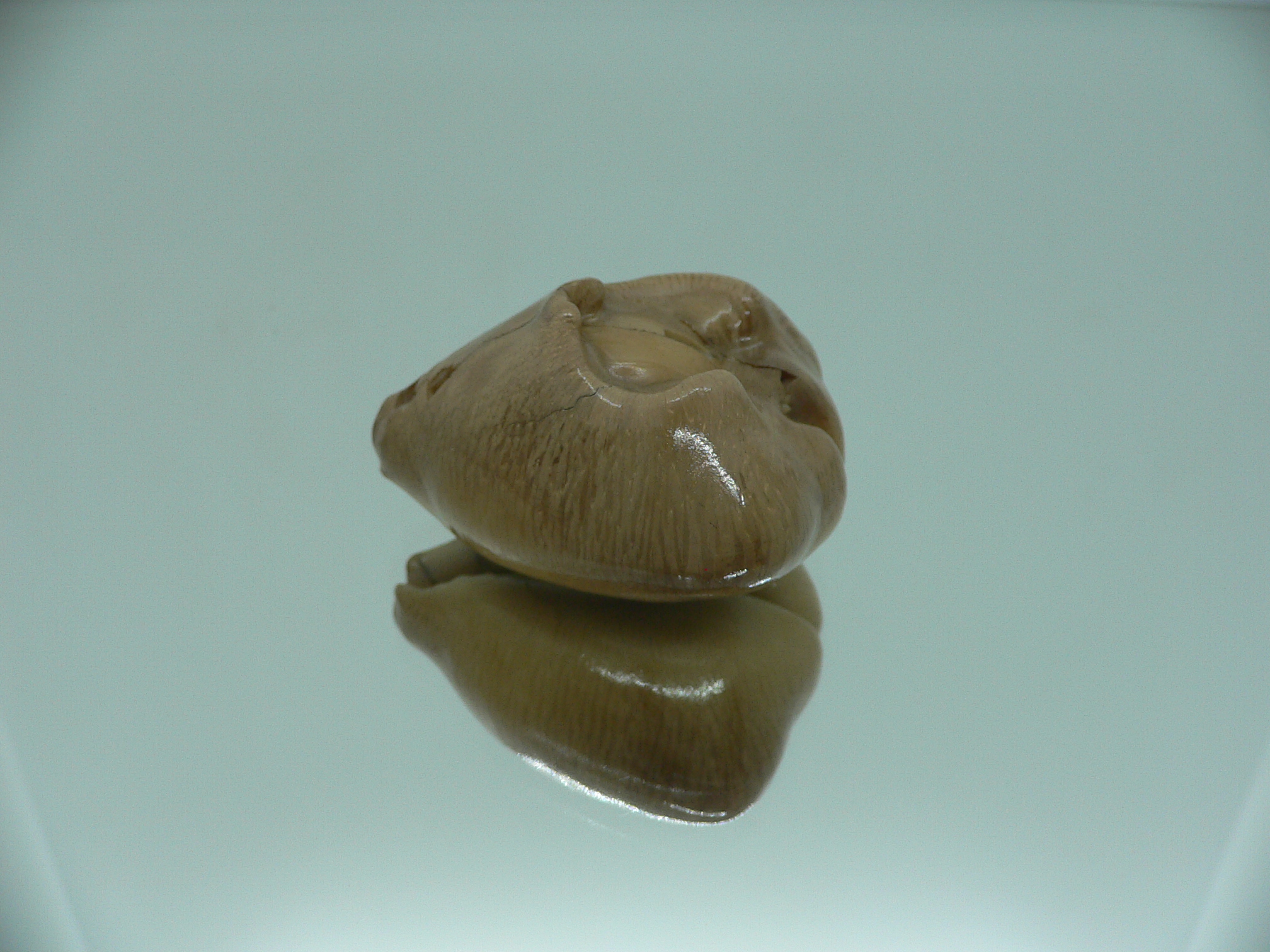Barycypraea quadrinodosa WIDE