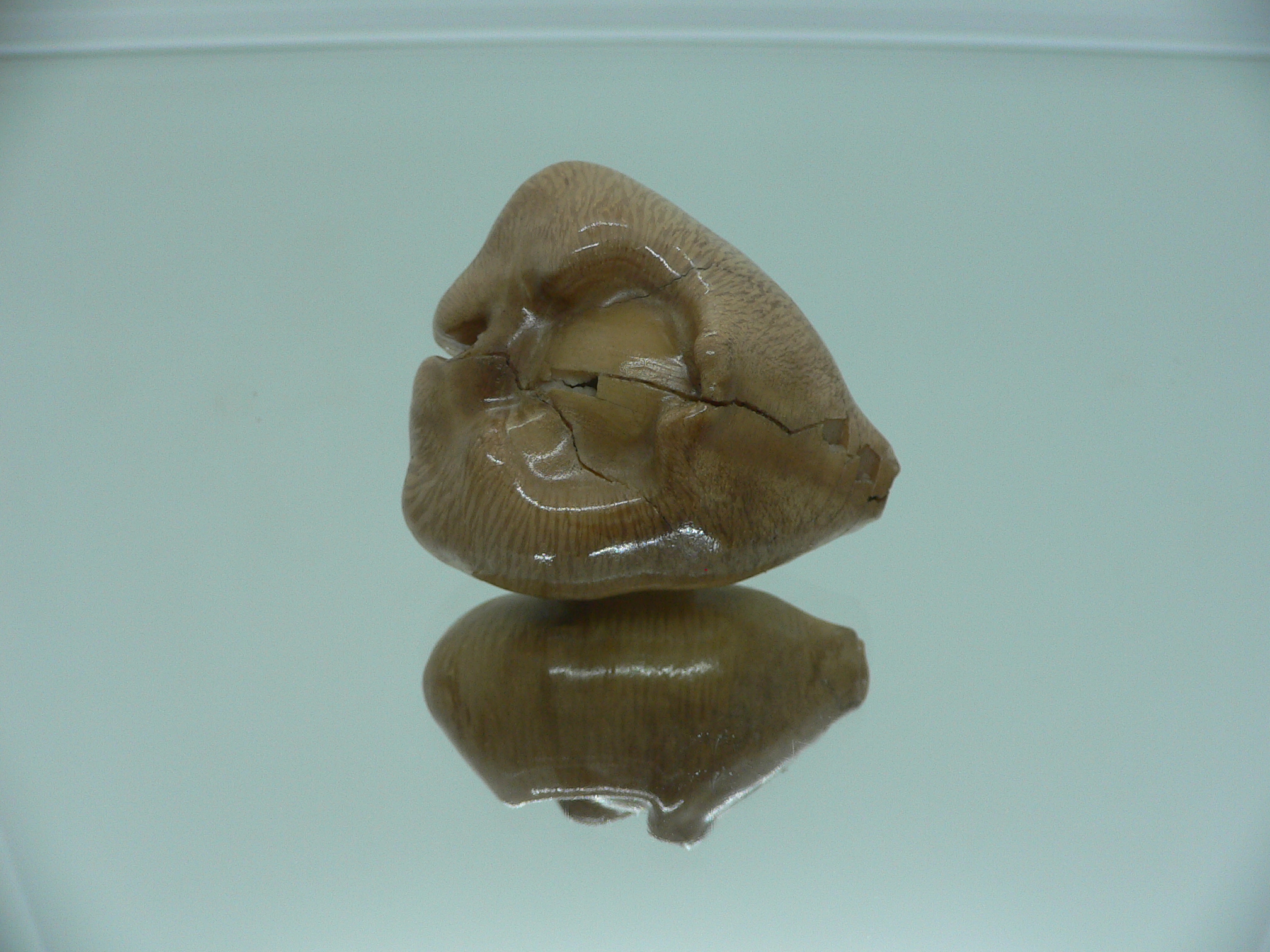 Barycypraea quadrinodosa WIDE
