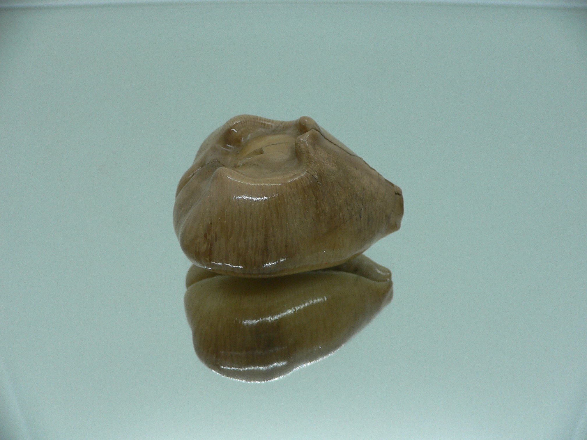 Barycypraea quadrinodosa WIDE