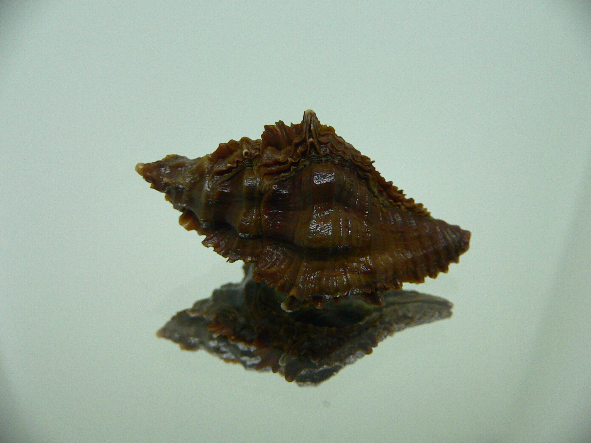 Chicoreus capucinus DWARF & ELONGATE