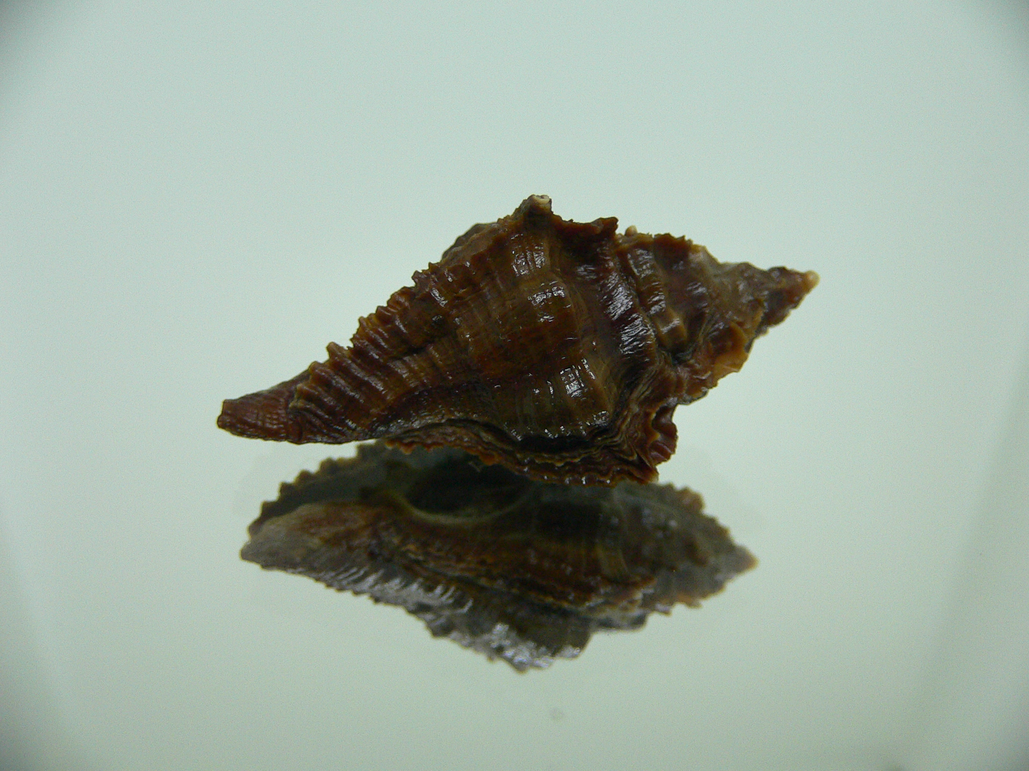 Chicoreus capucinus DWARF & ELONGATE