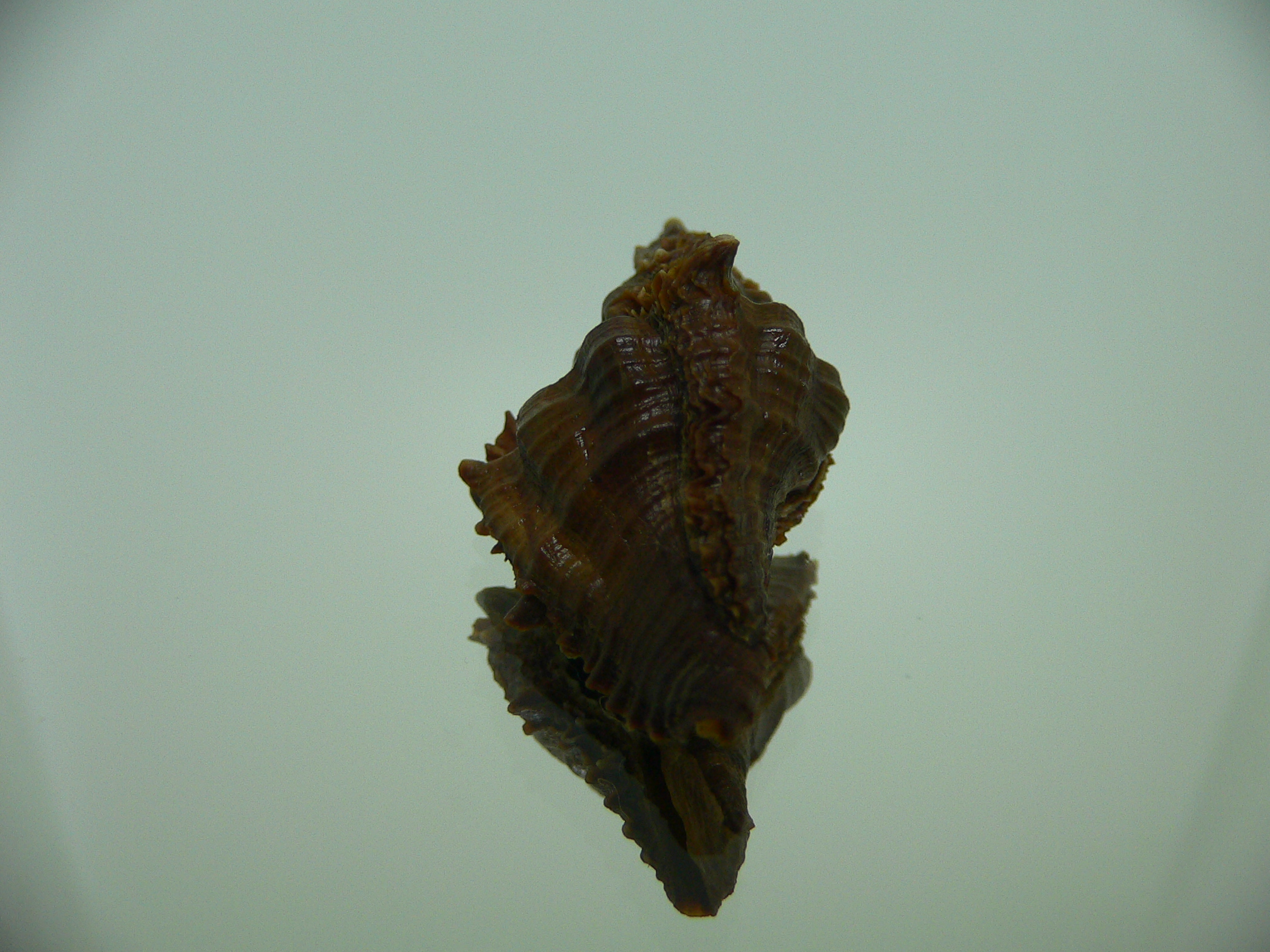 Chicoreus capucinus DWARF & ELONGATE