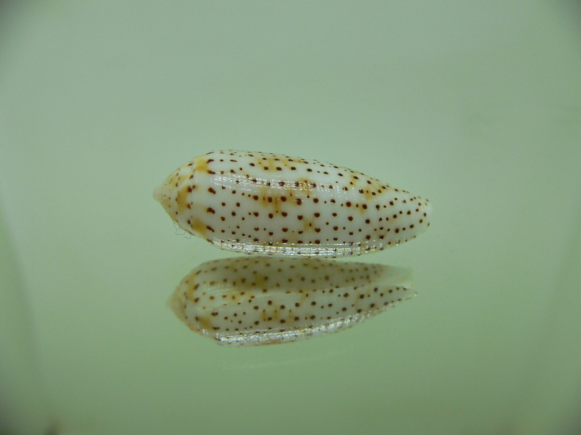 Conus nussatella DWARF