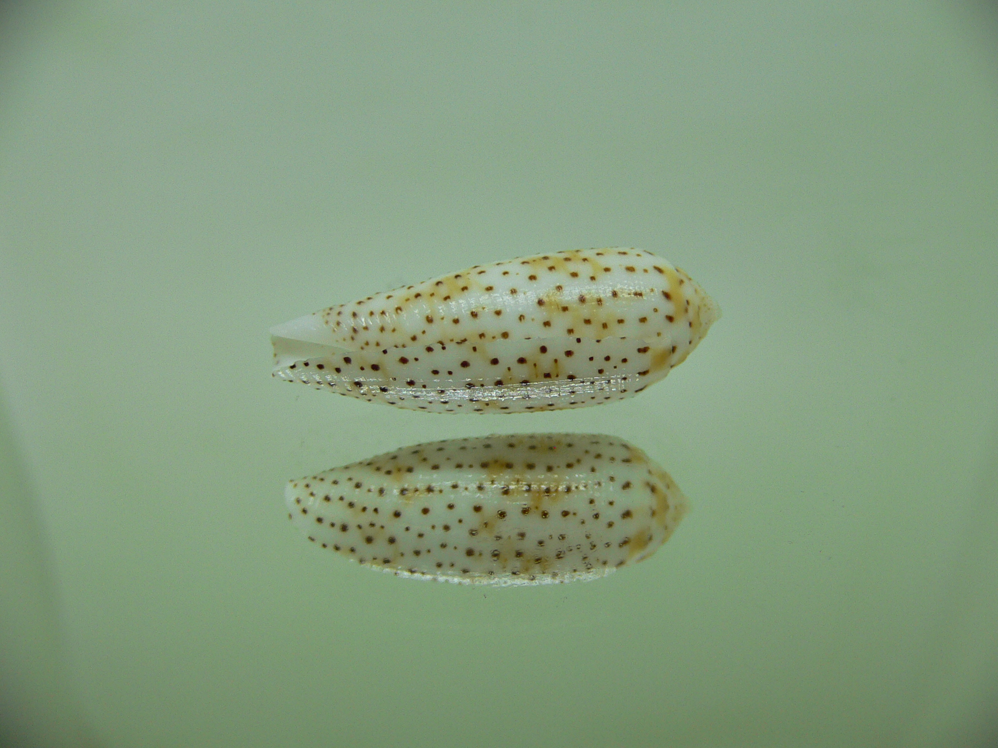 Conus nussatella DWARF