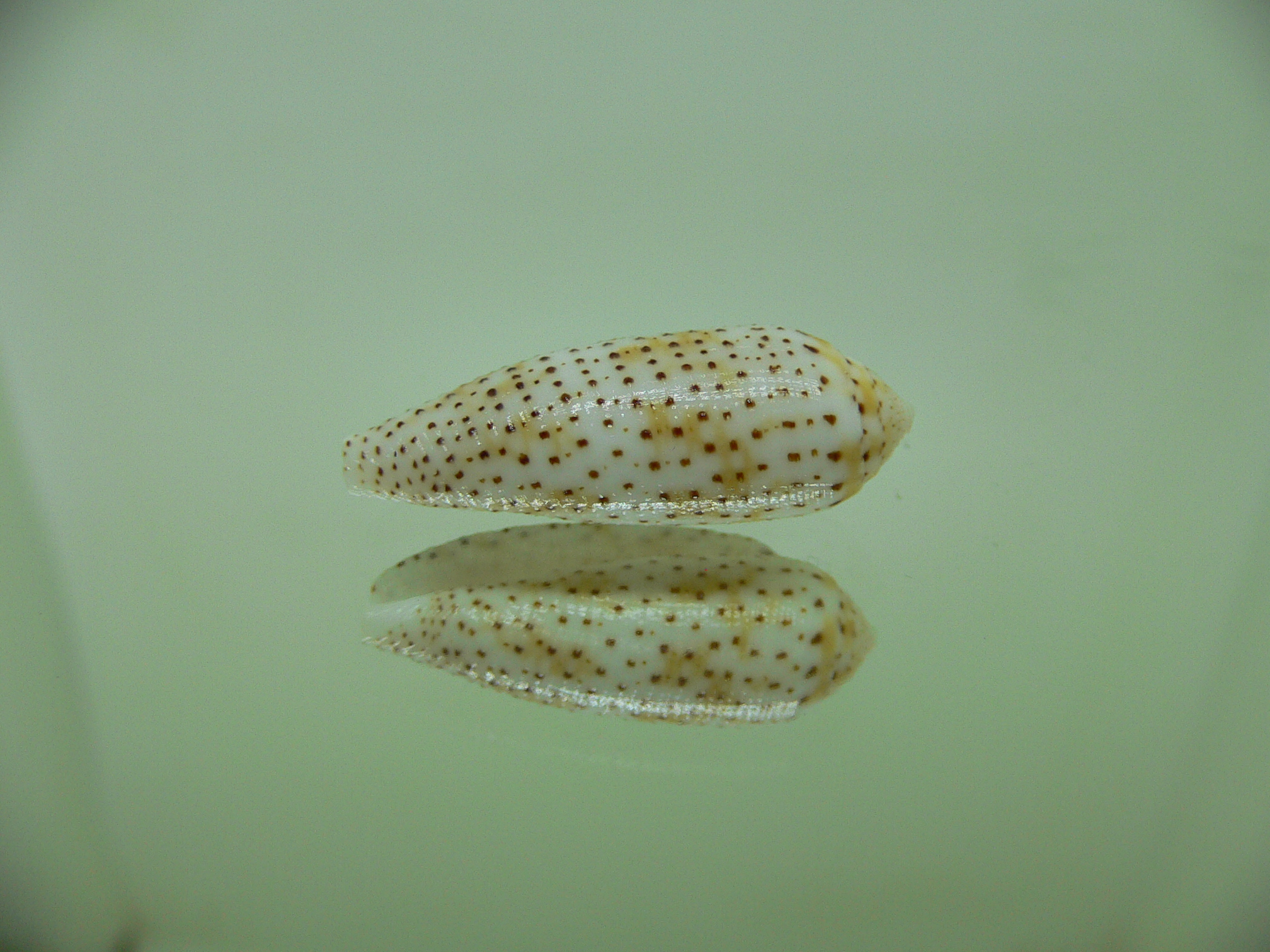 Conus nussatella DWARF