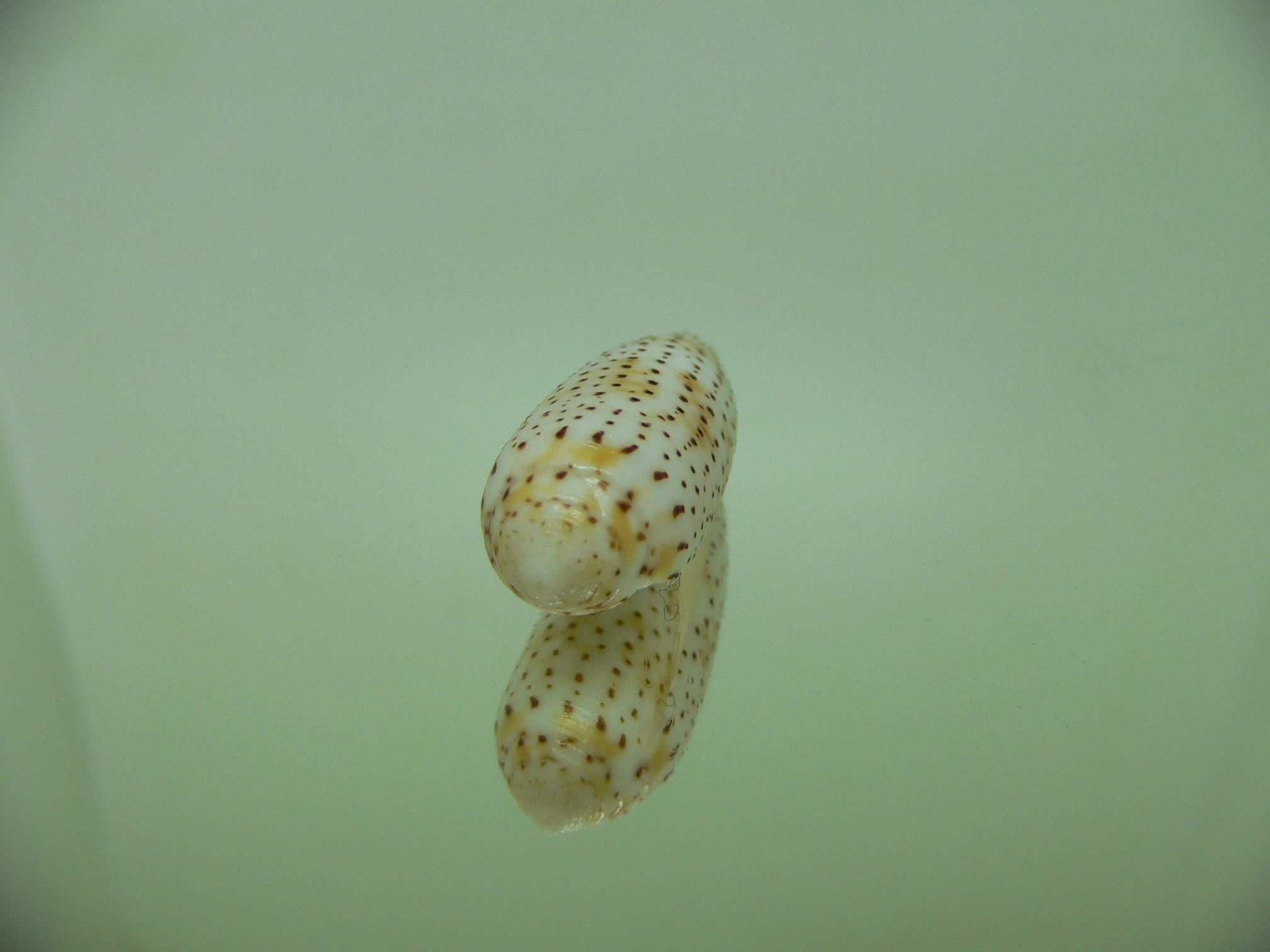 Conus nussatella DWARF