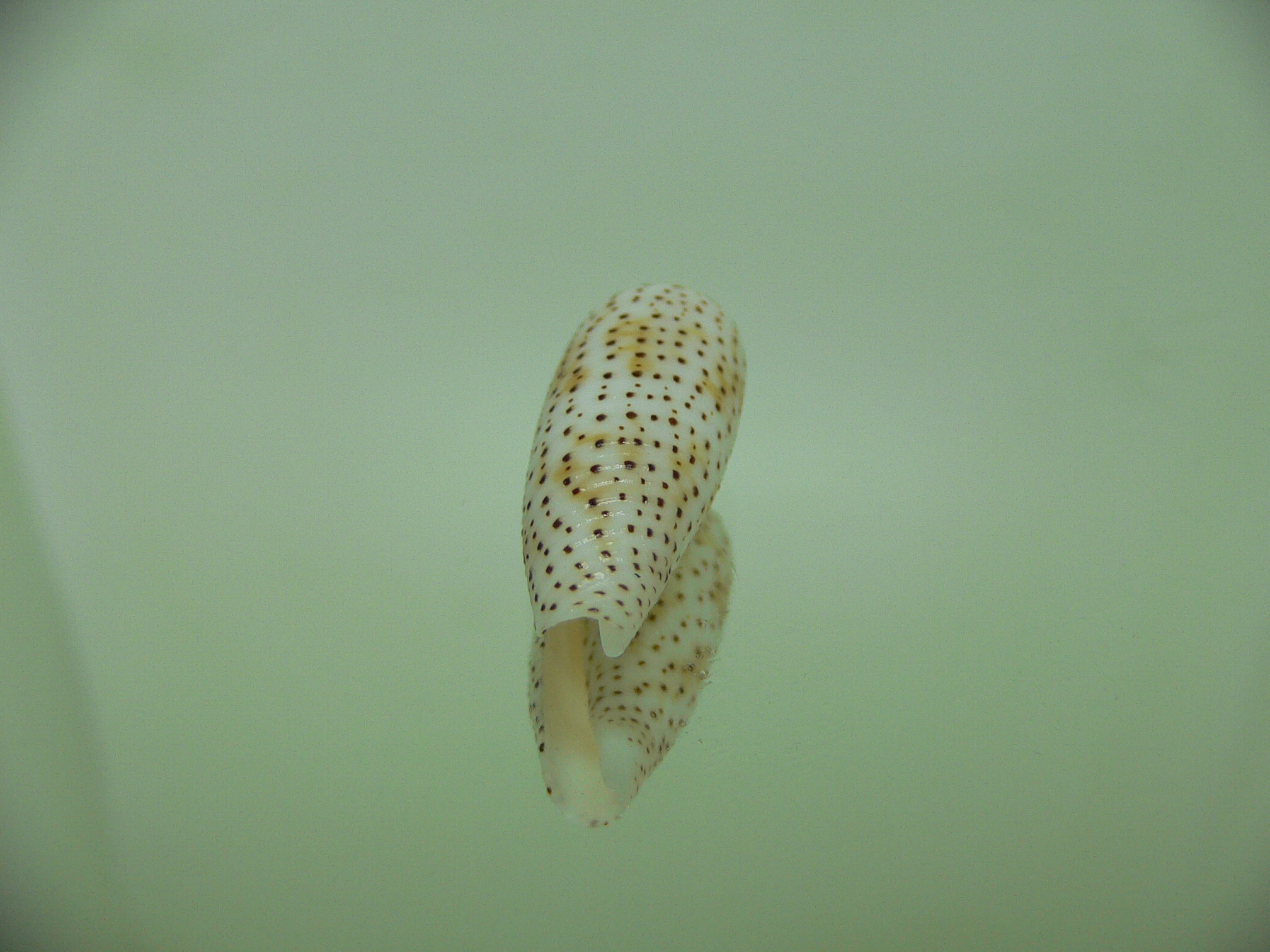 Conus nussatella DWARF