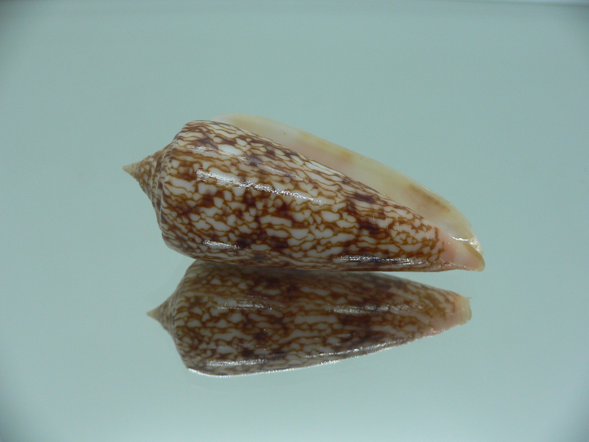 Conus neptunus neptunus COLORING
