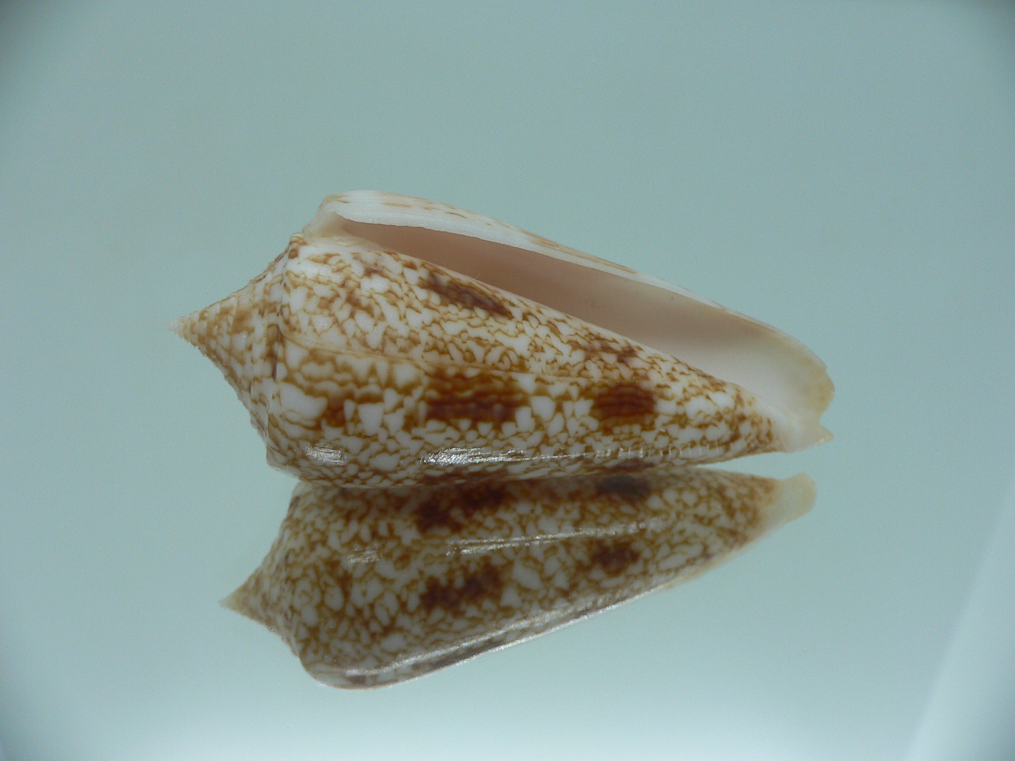 Conus neptunus neptunus COLORING