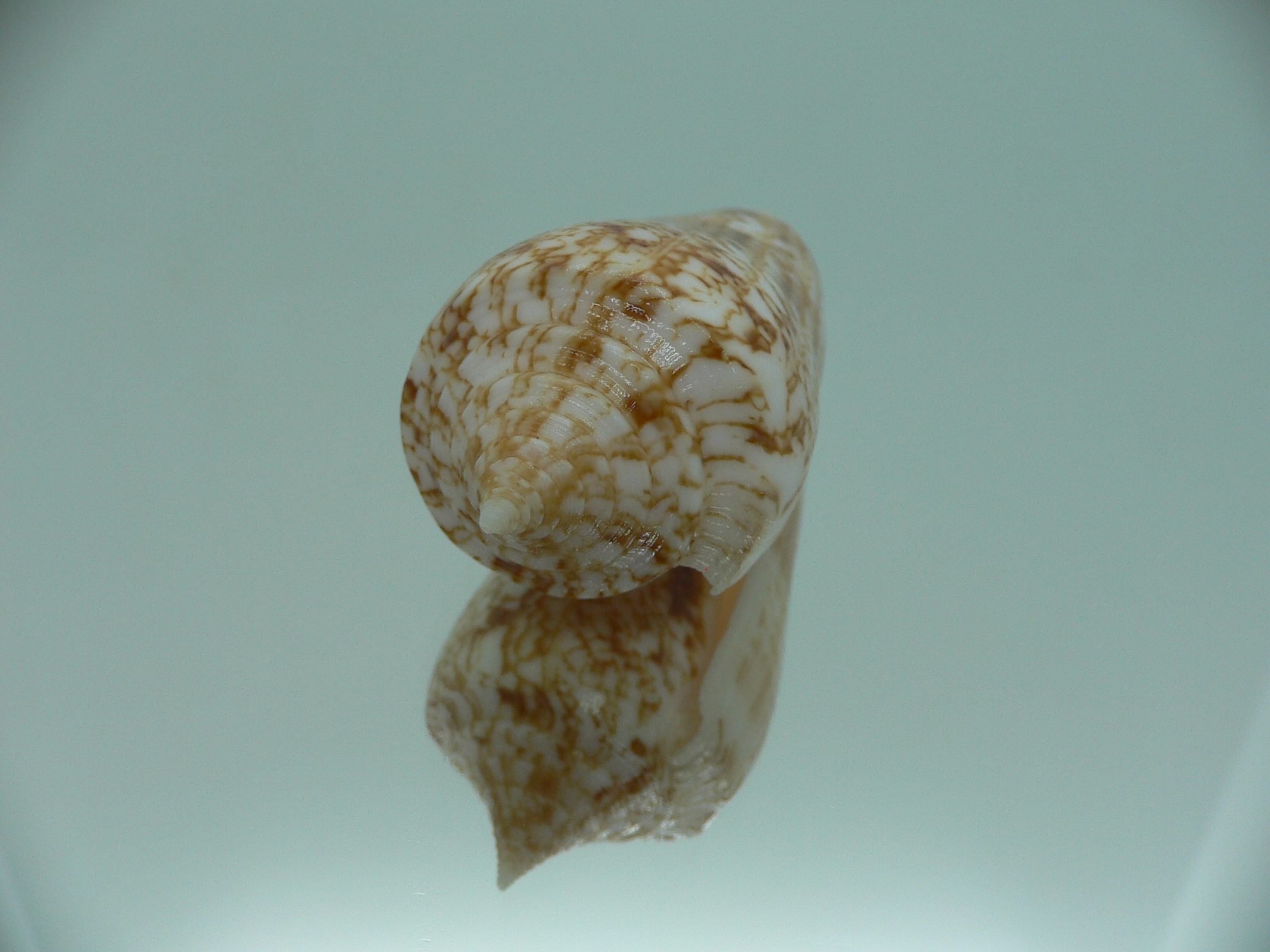 Conus neptunus neptunus COLORING