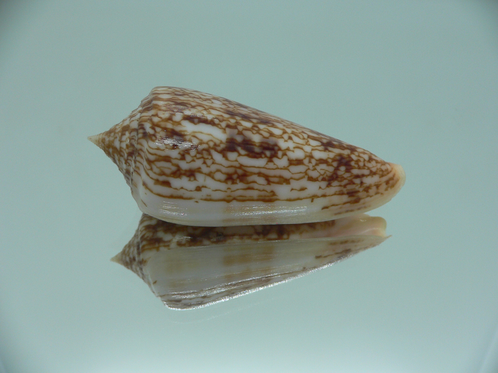Conus neptunus neptunus COLORING