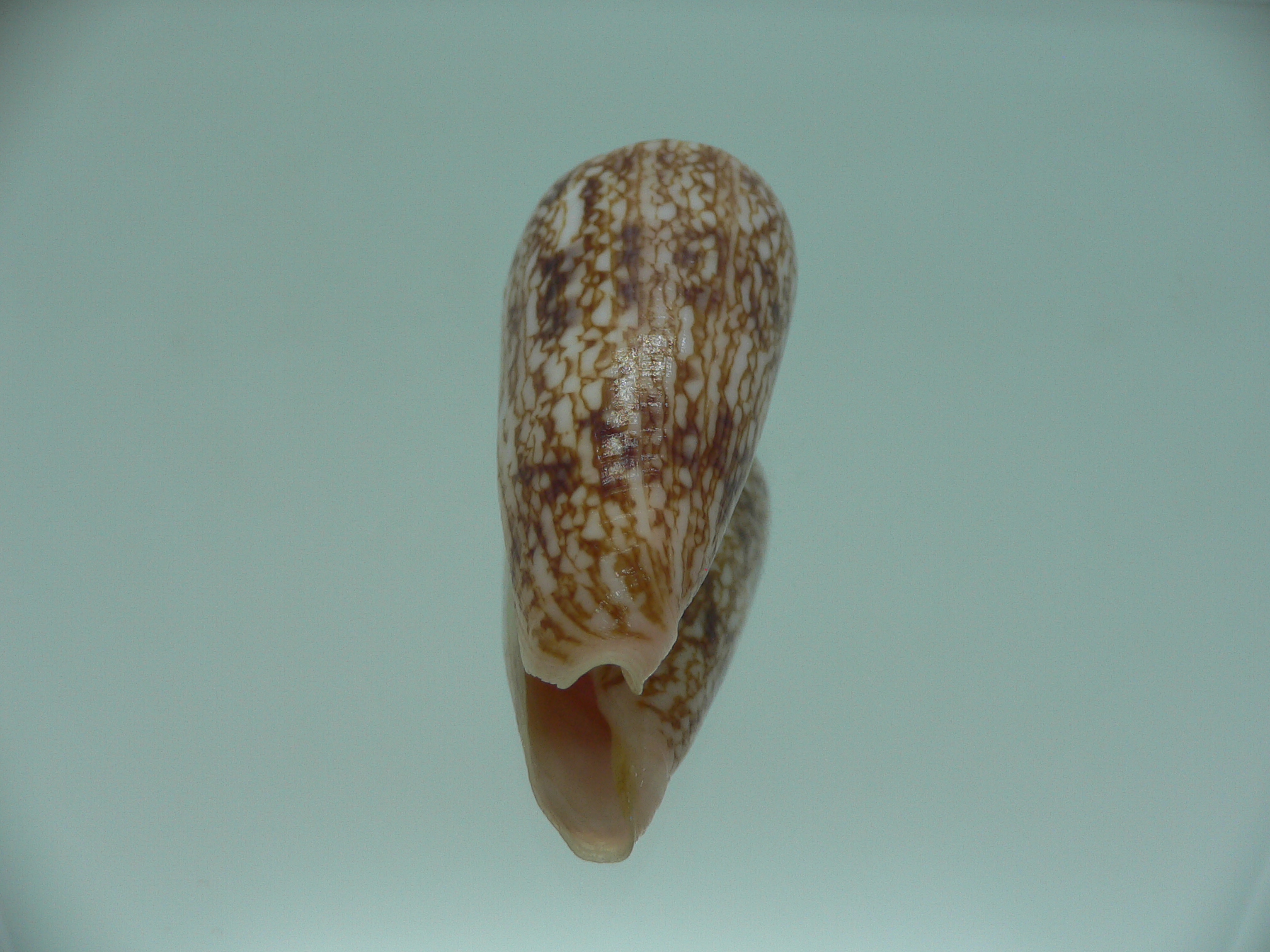 Conus neptunus neptunus COLORING