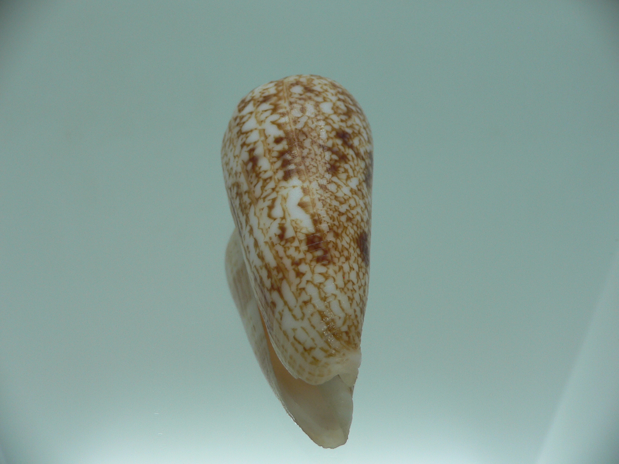 Conus neptunus neptunus COLORING
