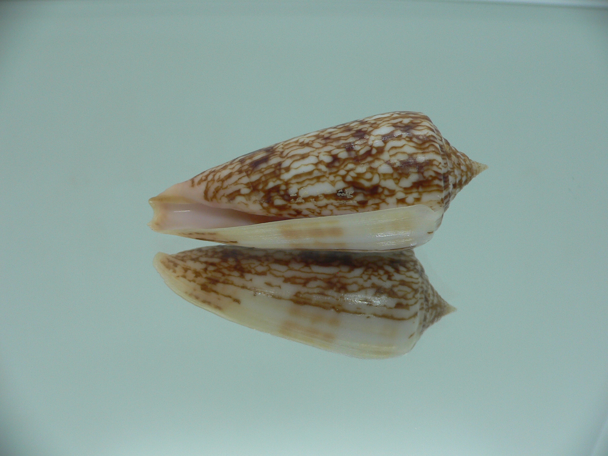 Conus neptunus neptunus COLORING