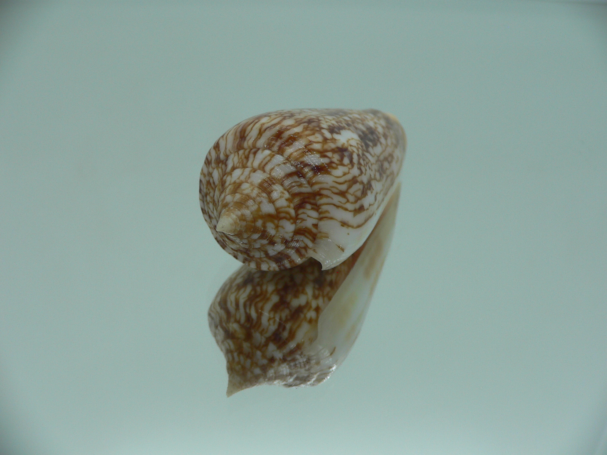 Conus neptunus neptunus COLORING