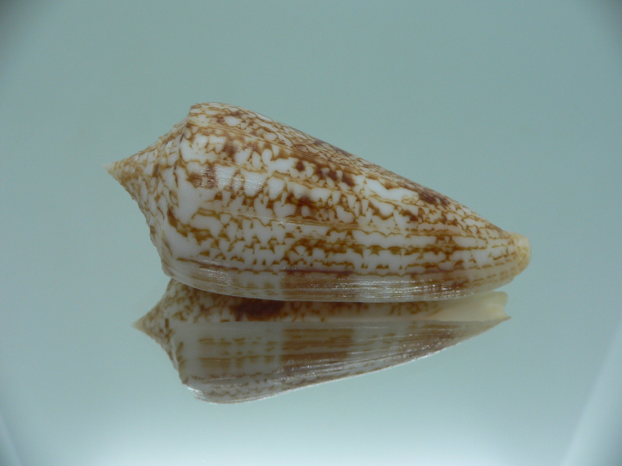 Conus neptunus neptunus COLORING