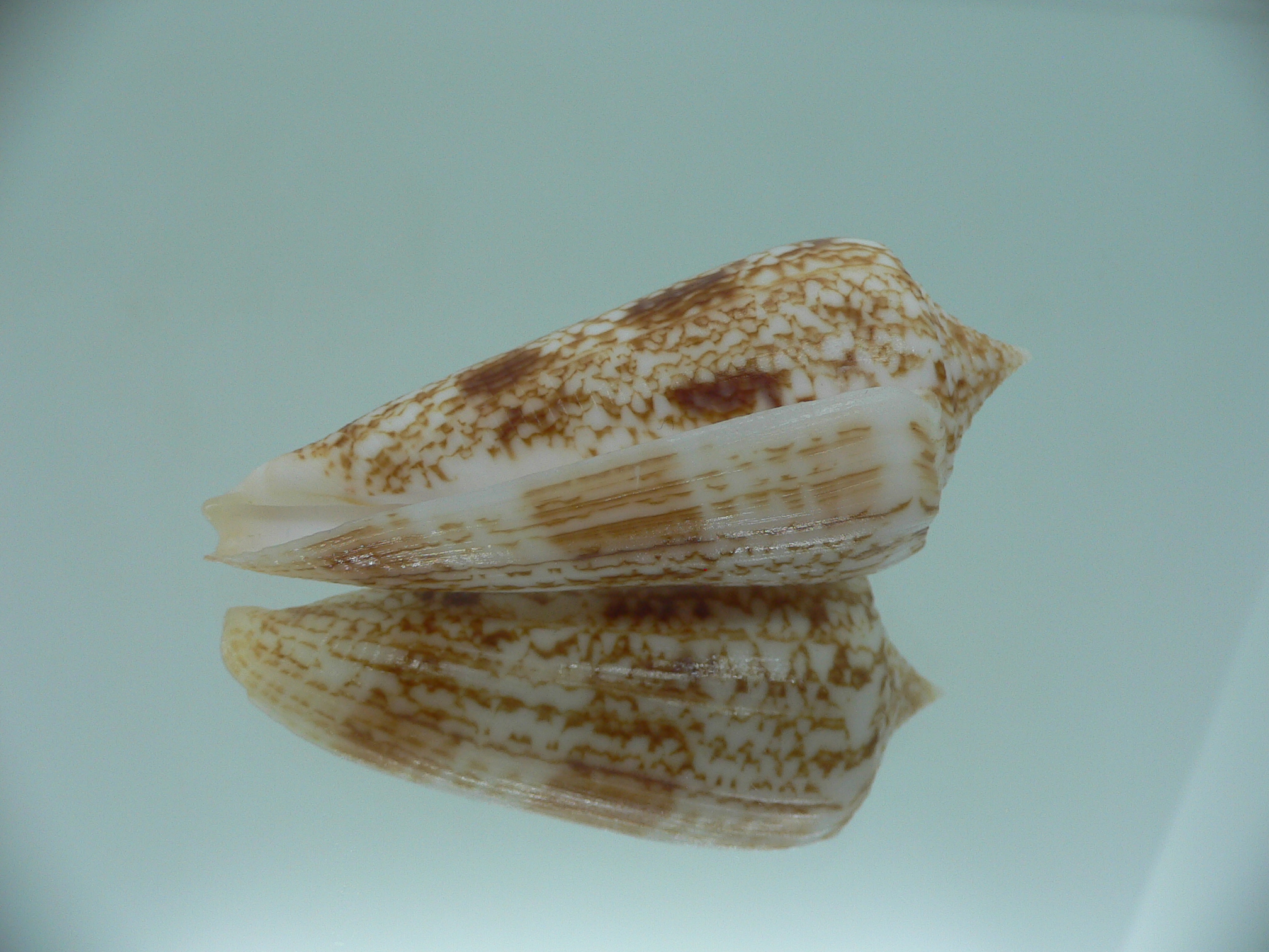 Conus neptunus neptunus COLORING