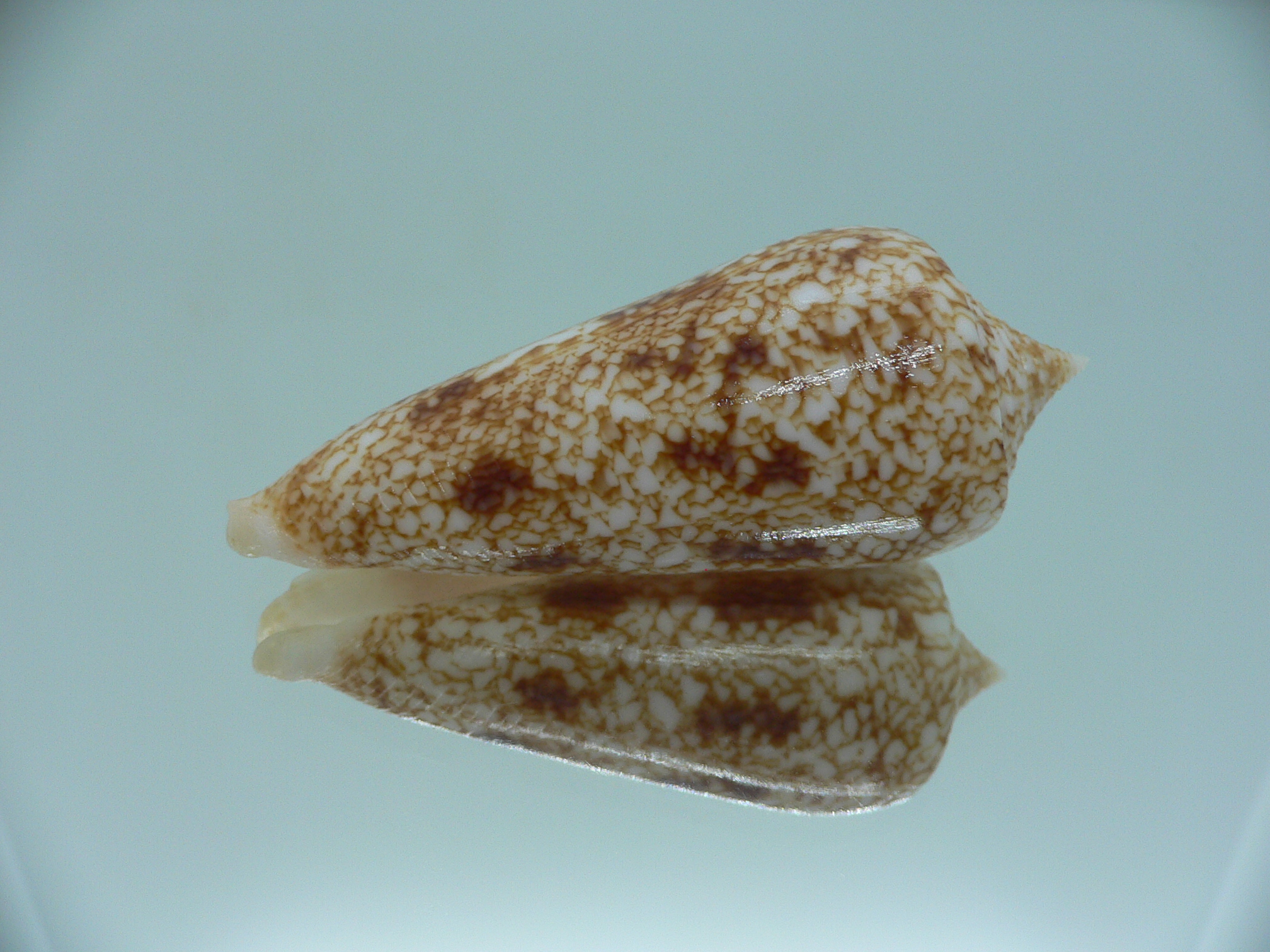 Conus neptunus neptunus COLORING