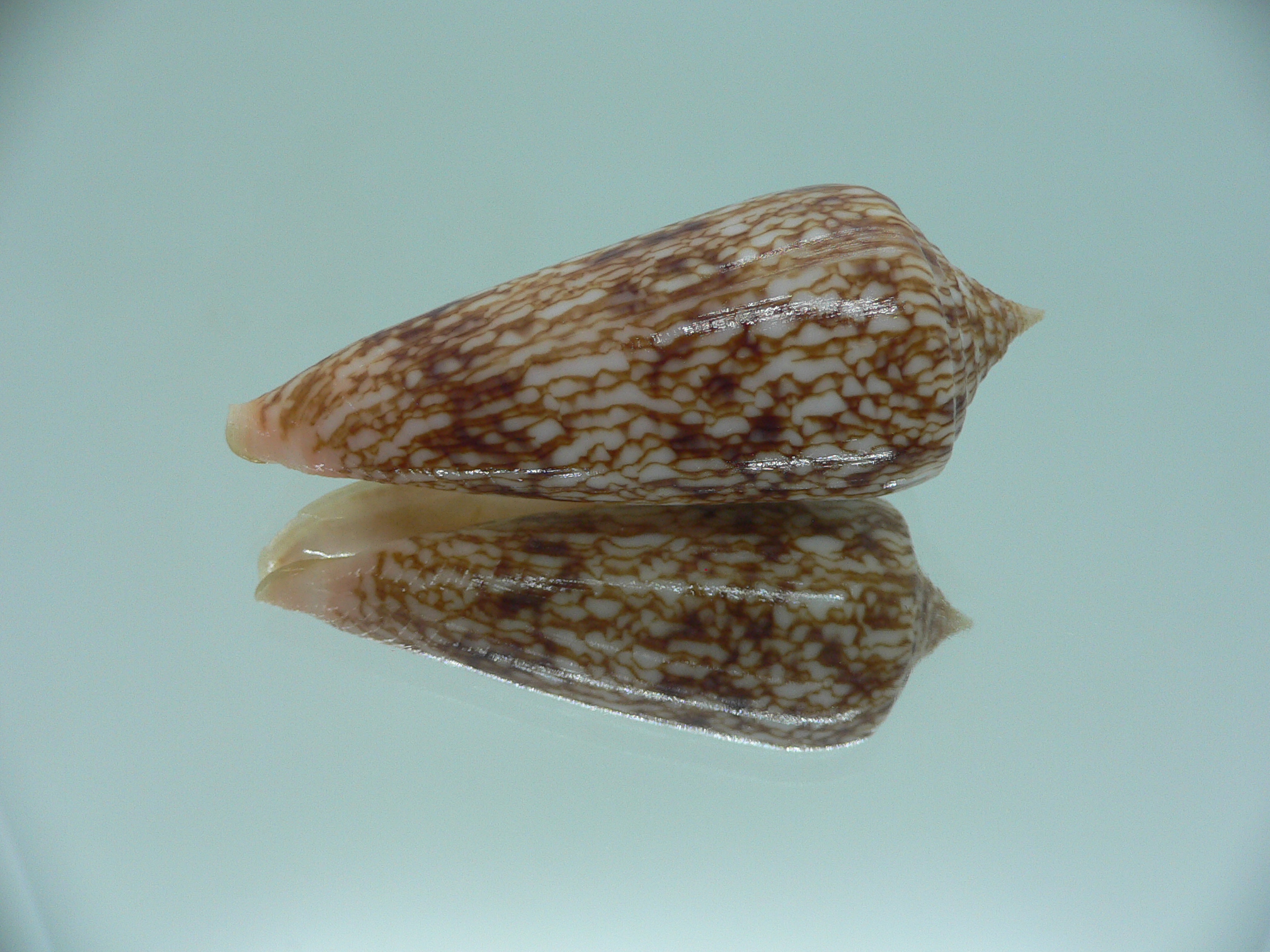 Conus neptunus neptunus COLORING