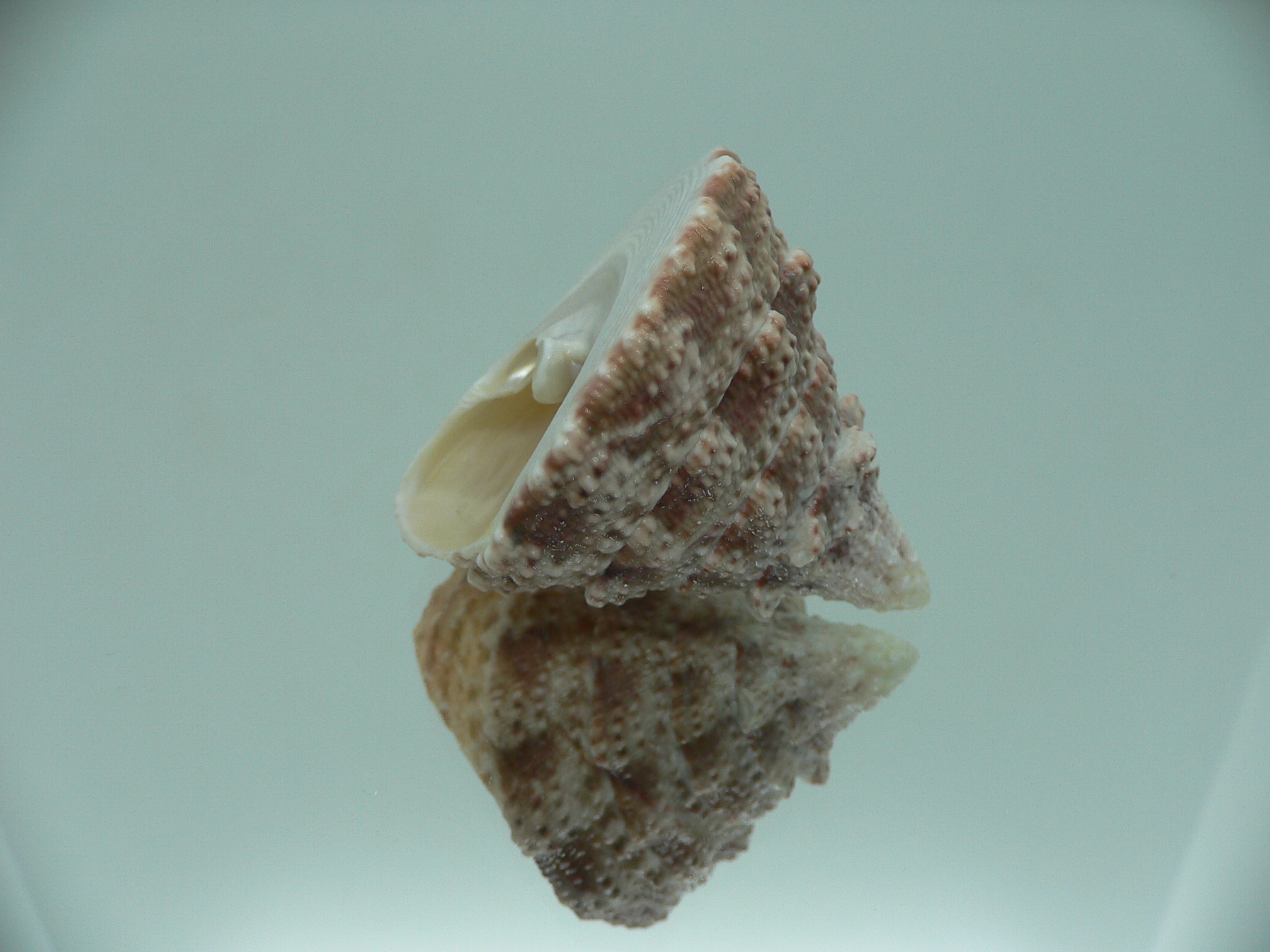 Rochia fenestratus BIG