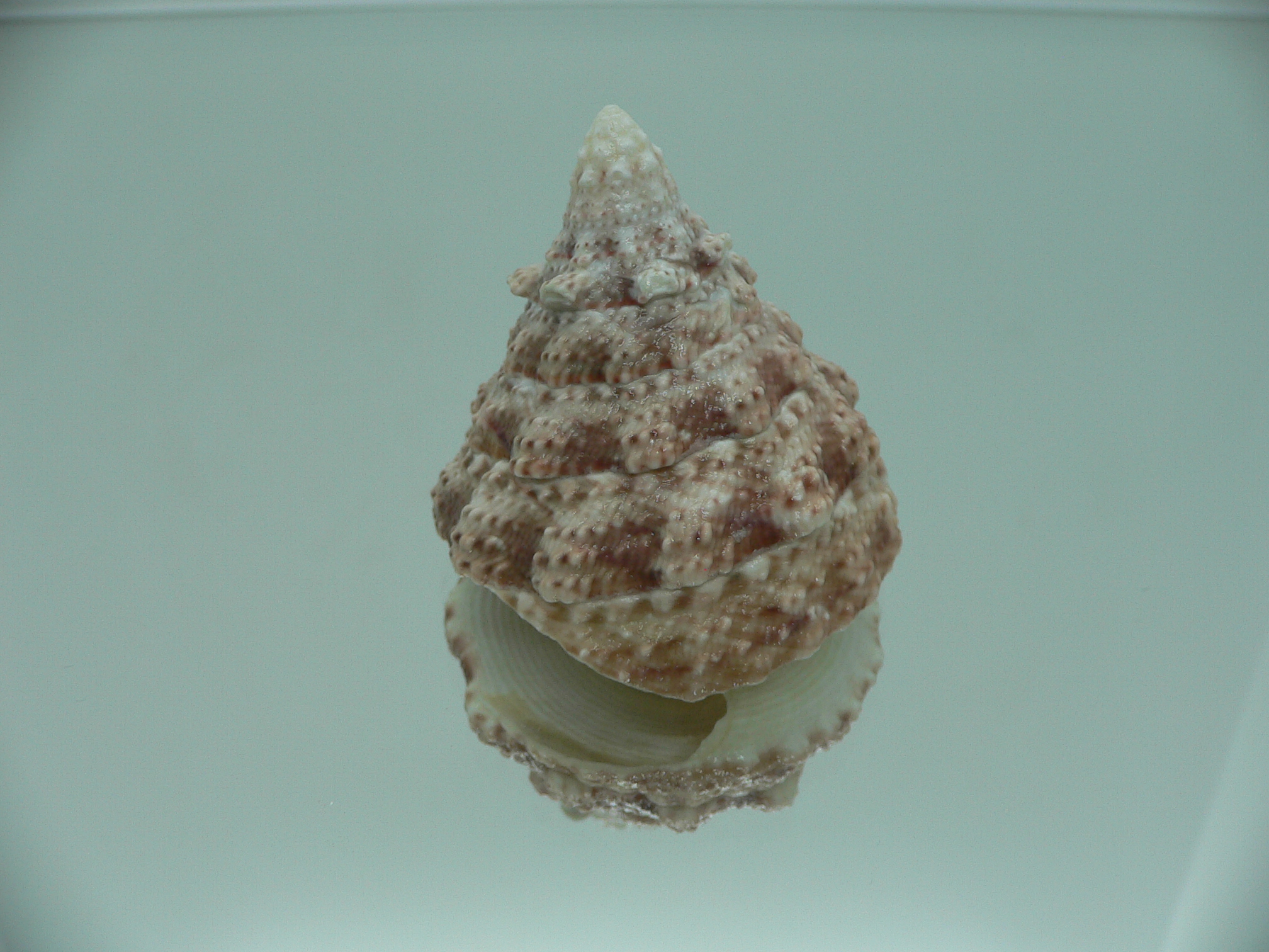 Rochia fenestratus BIG