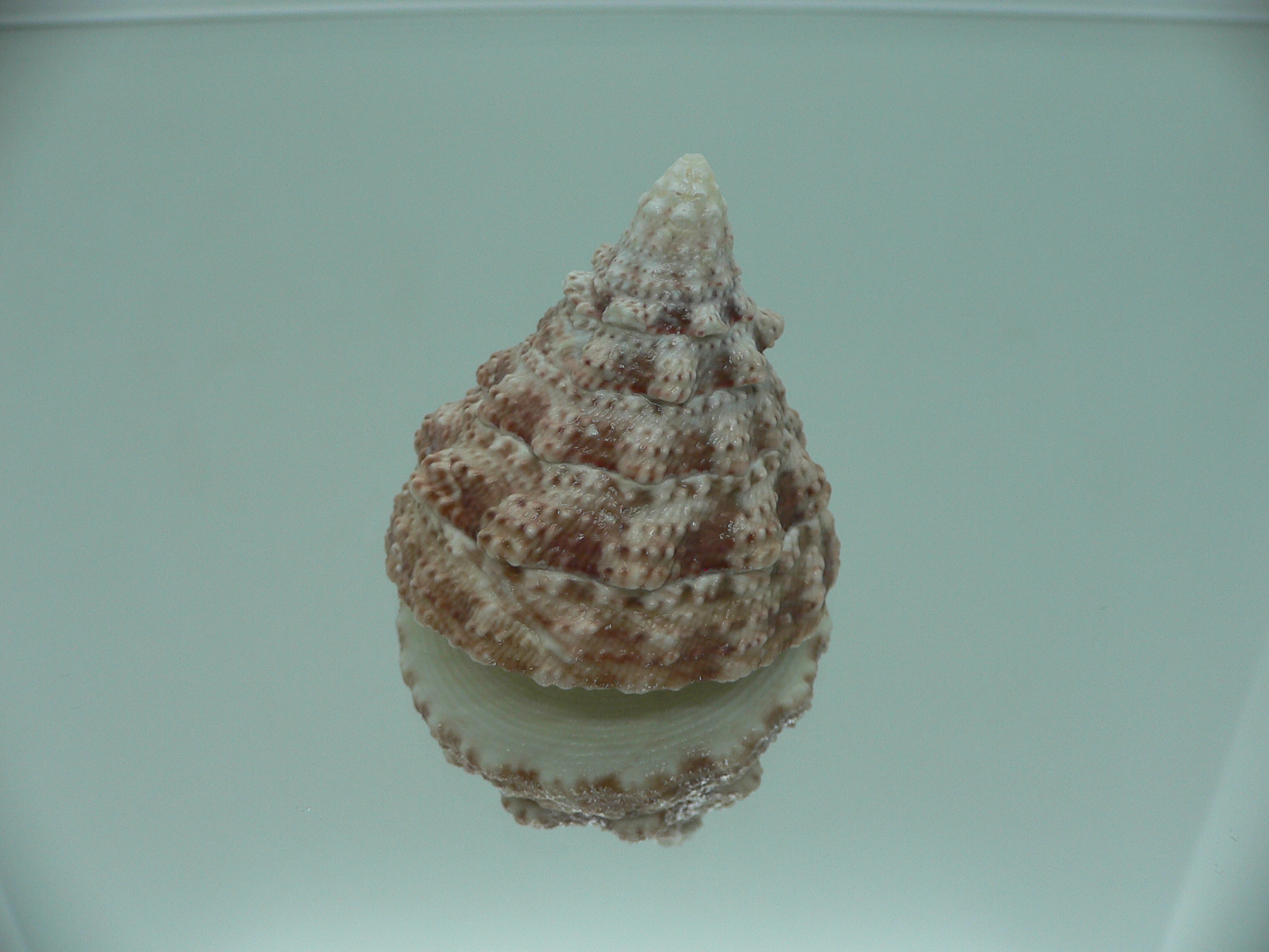 Rochia fenestratus BIG