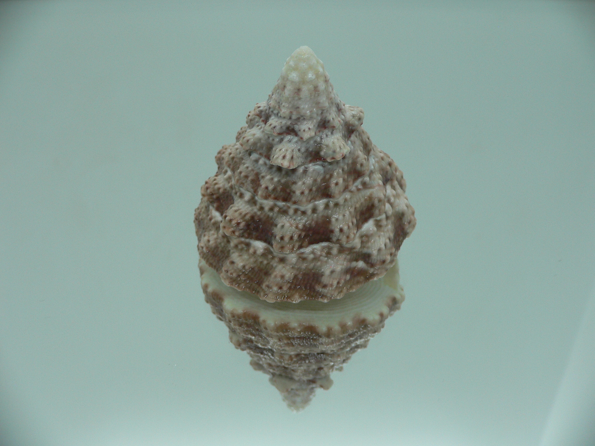 Rochia fenestratus BIG