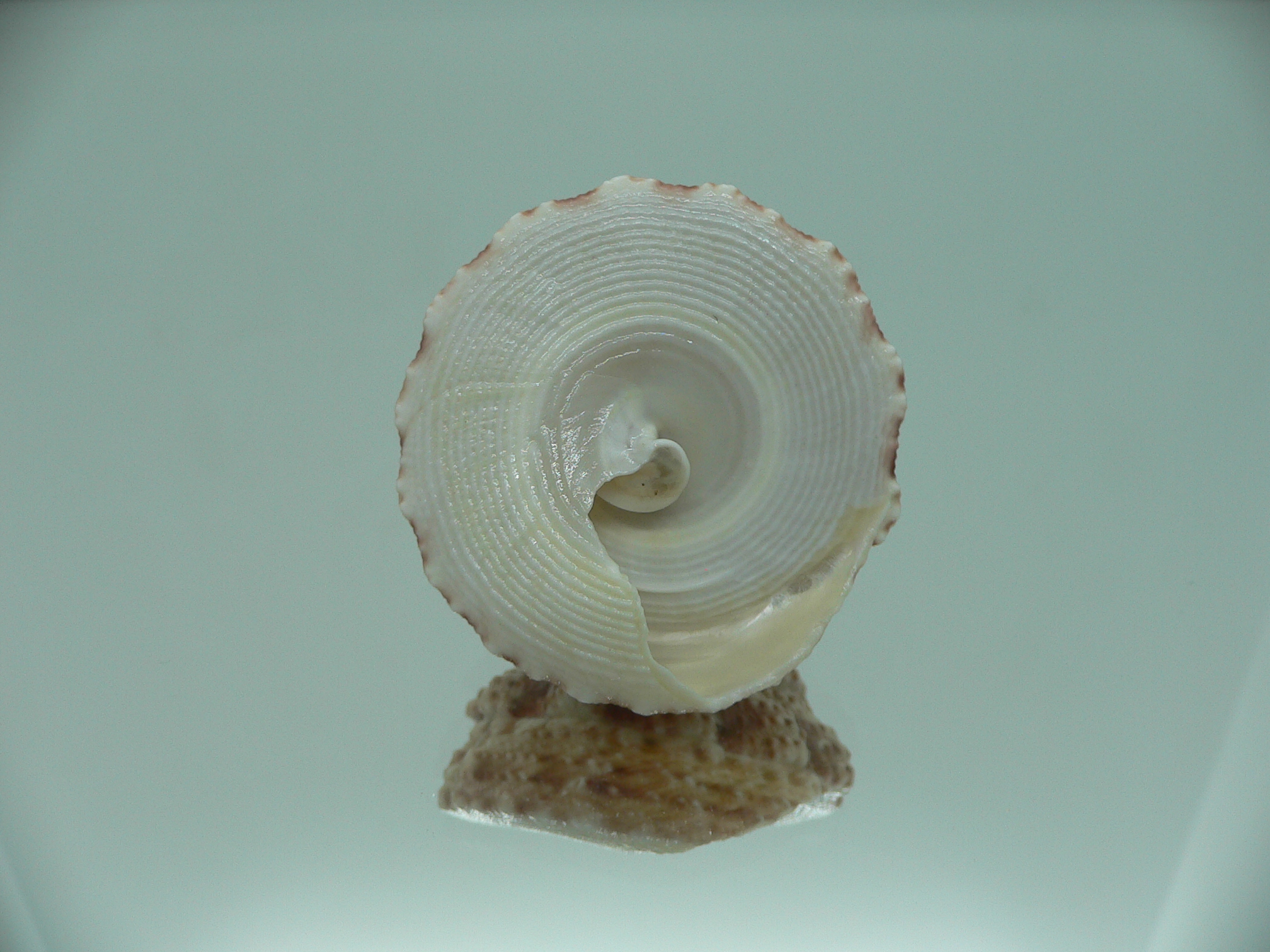 Rochia fenestratus BIG