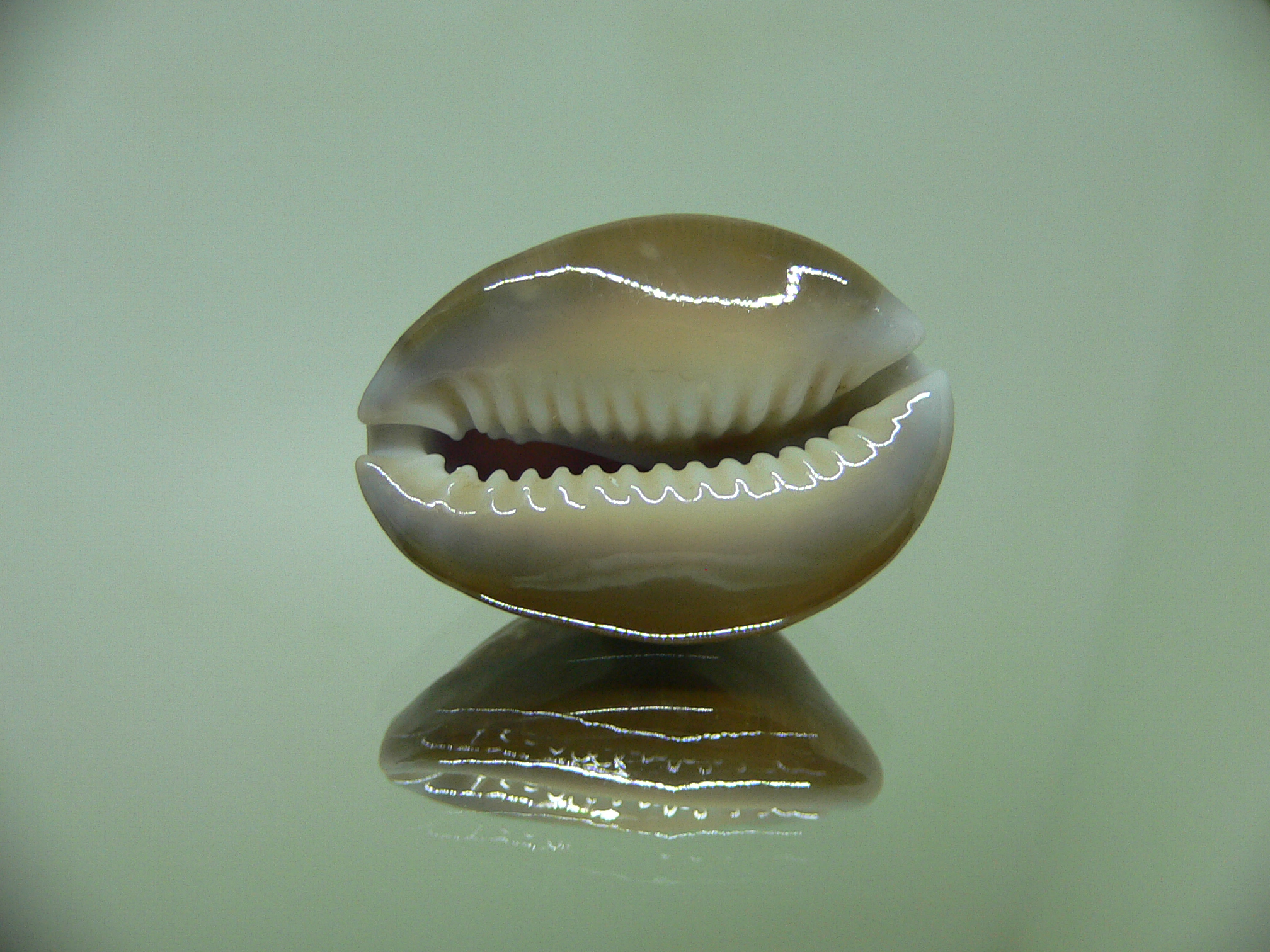 Cypraea caputserpentis RUSTY & DARK