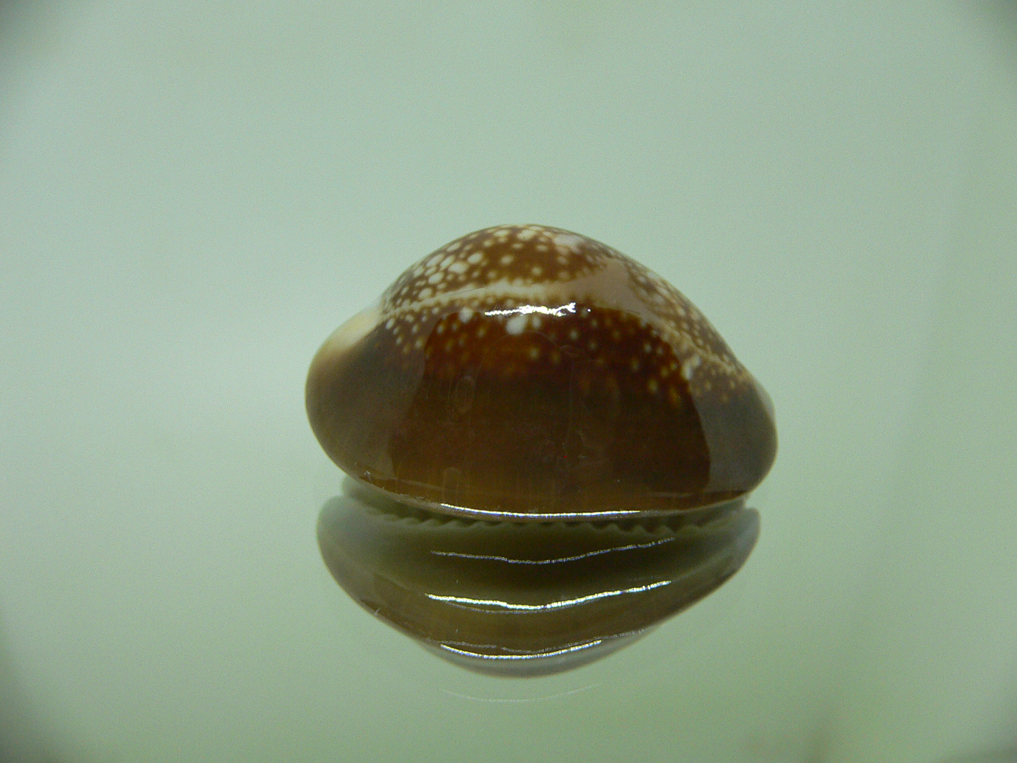 Cypraea caputserpentis RUSTY & DARK