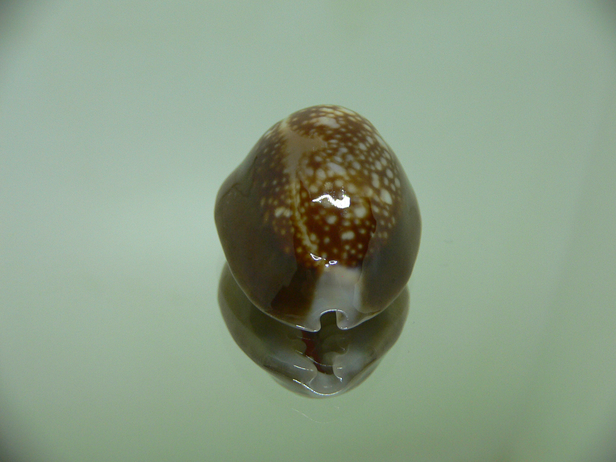 Cypraea caputserpentis RUSTY & DARK