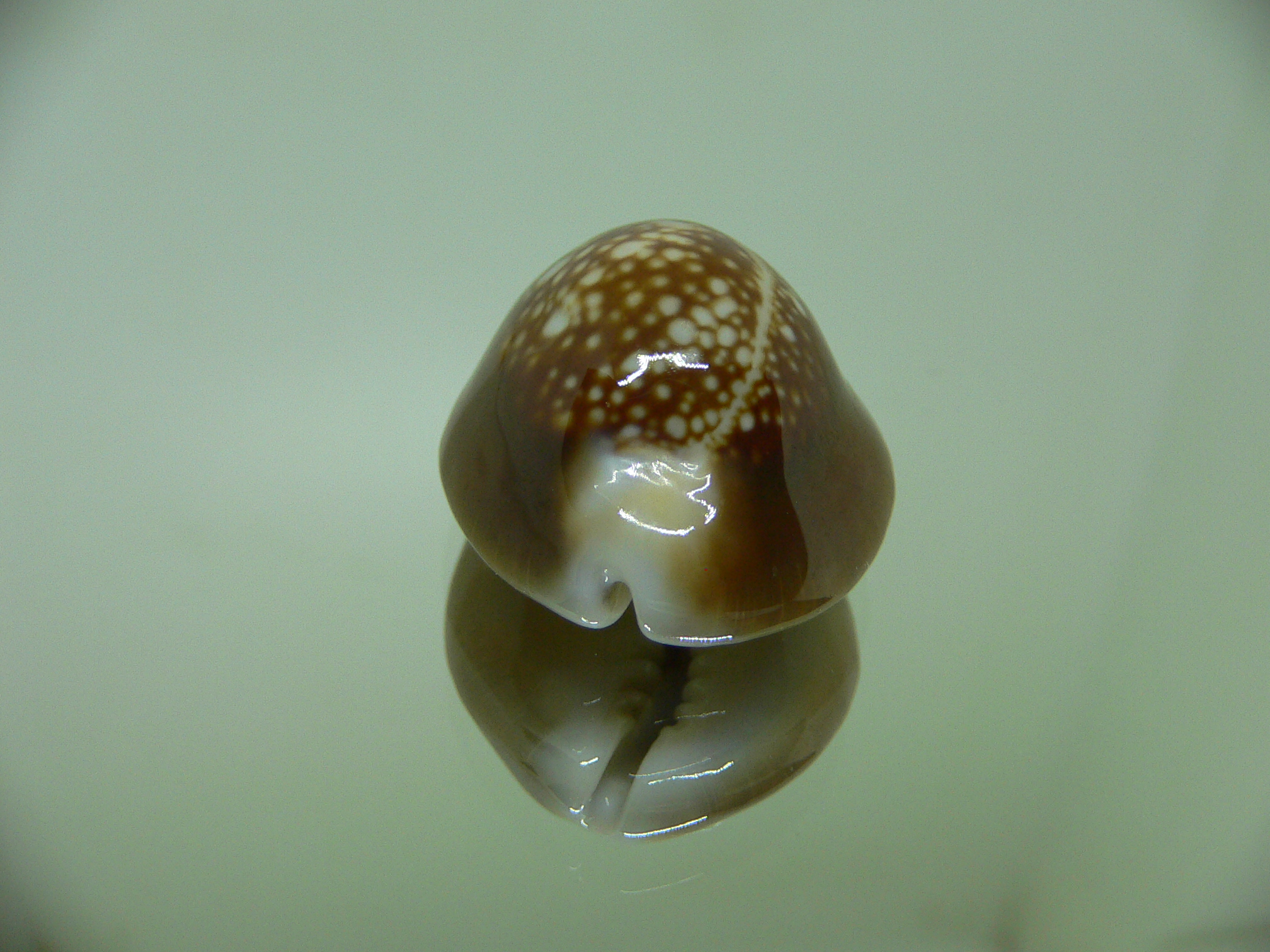 Cypraea caputserpentis RUSTY & DARK