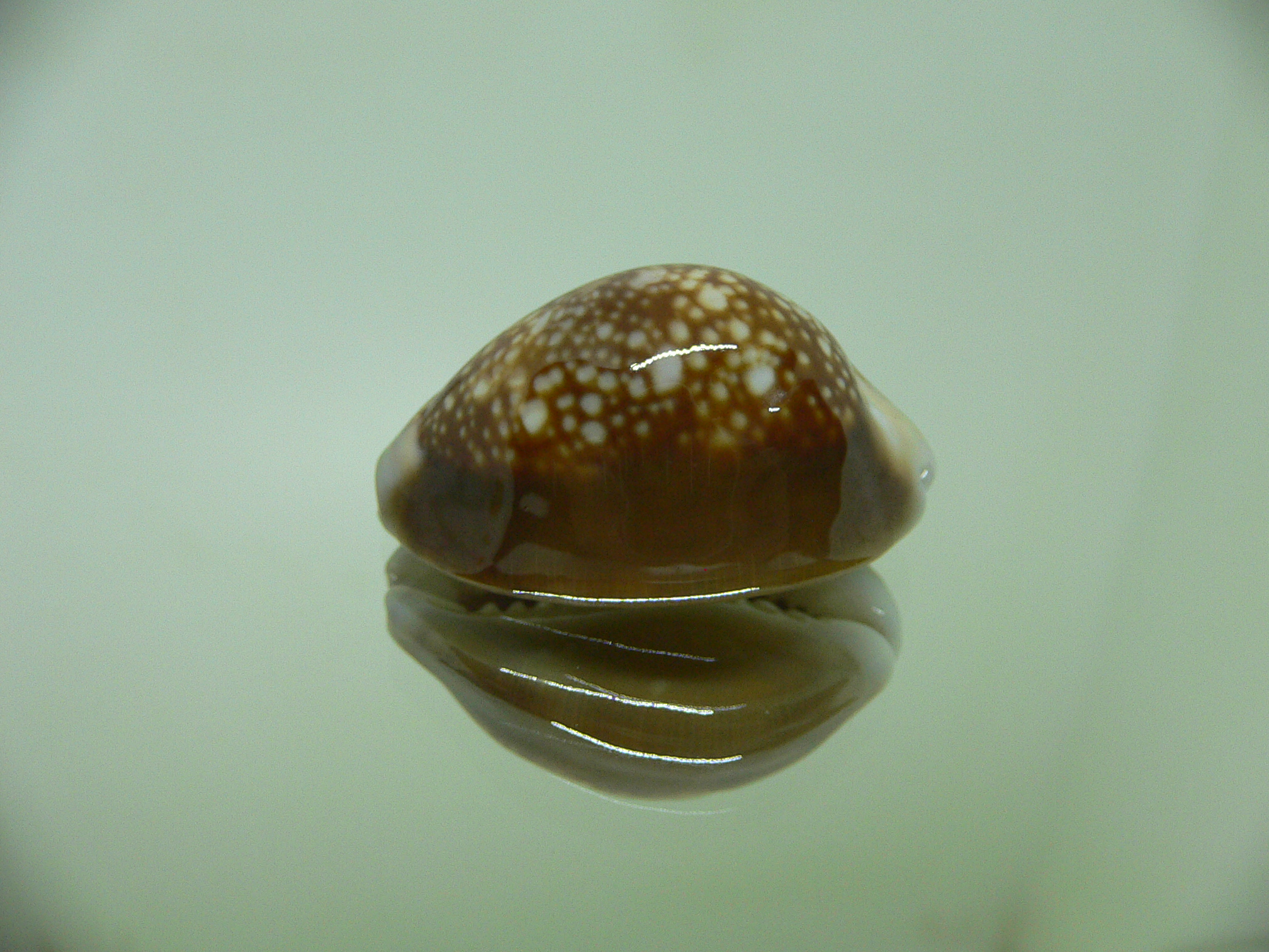 Cypraea caputserpentis RUSTY & DARK