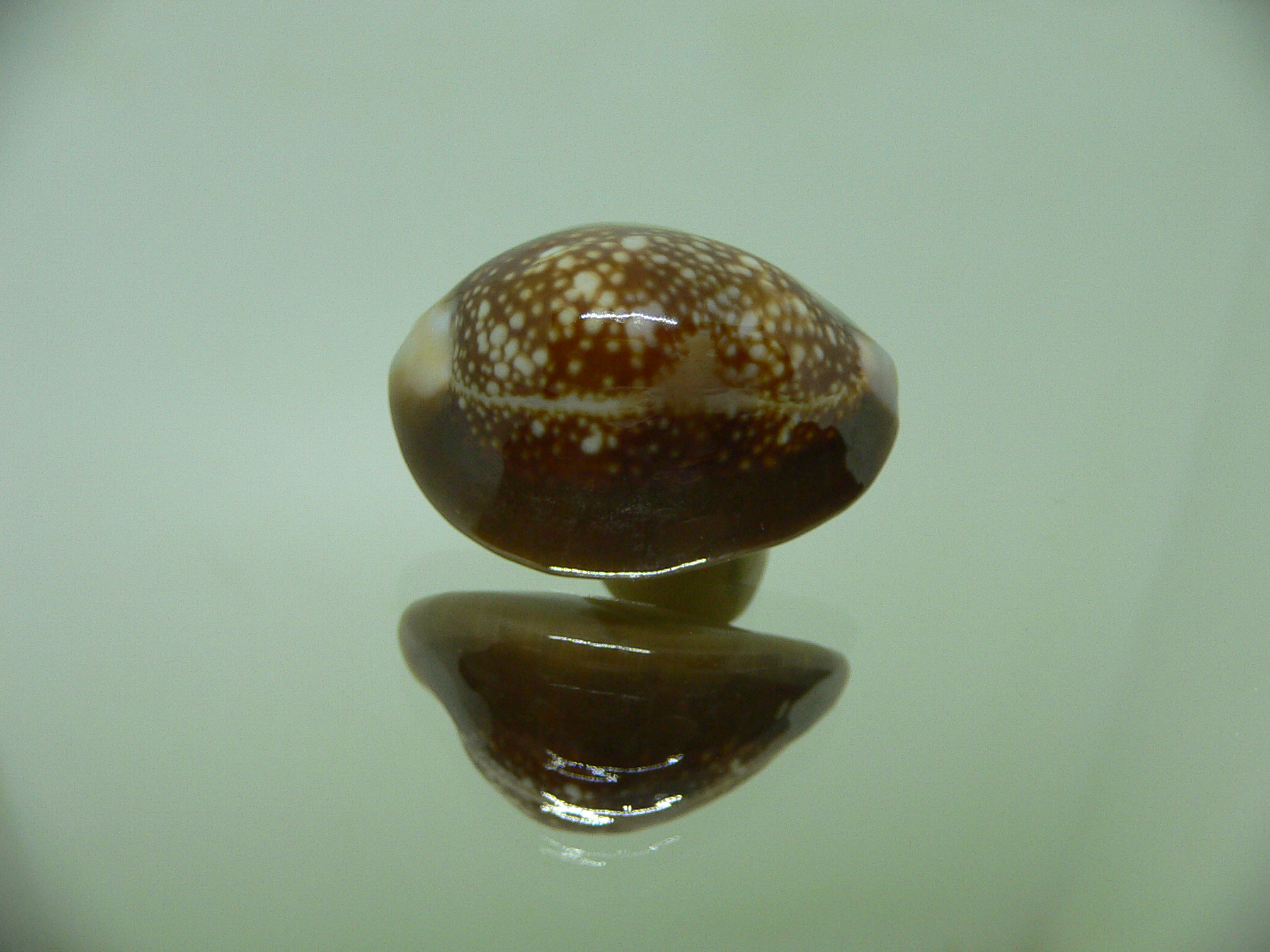 Cypraea caputserpentis RUSTY & DARK